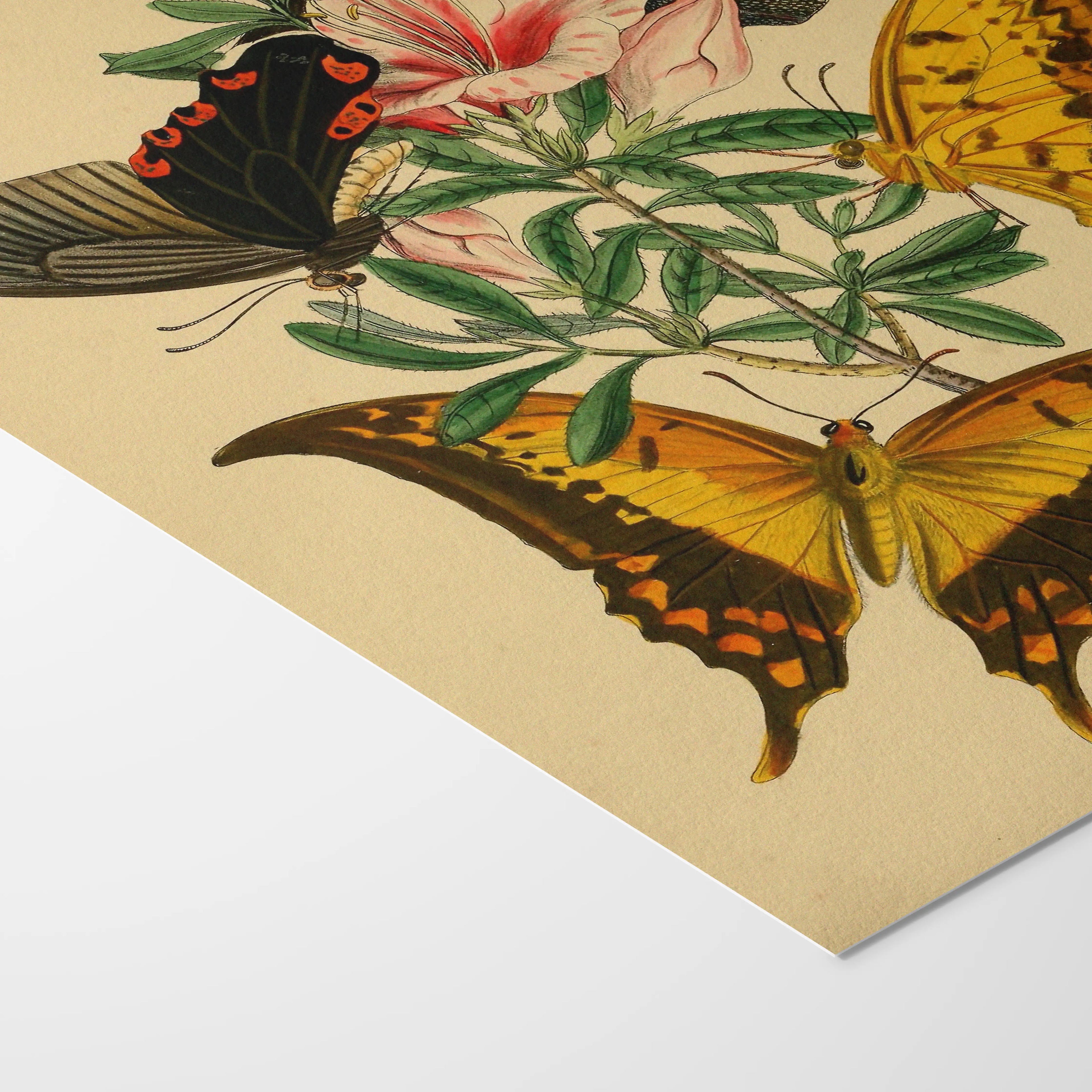 Natural History: Plate No. 01