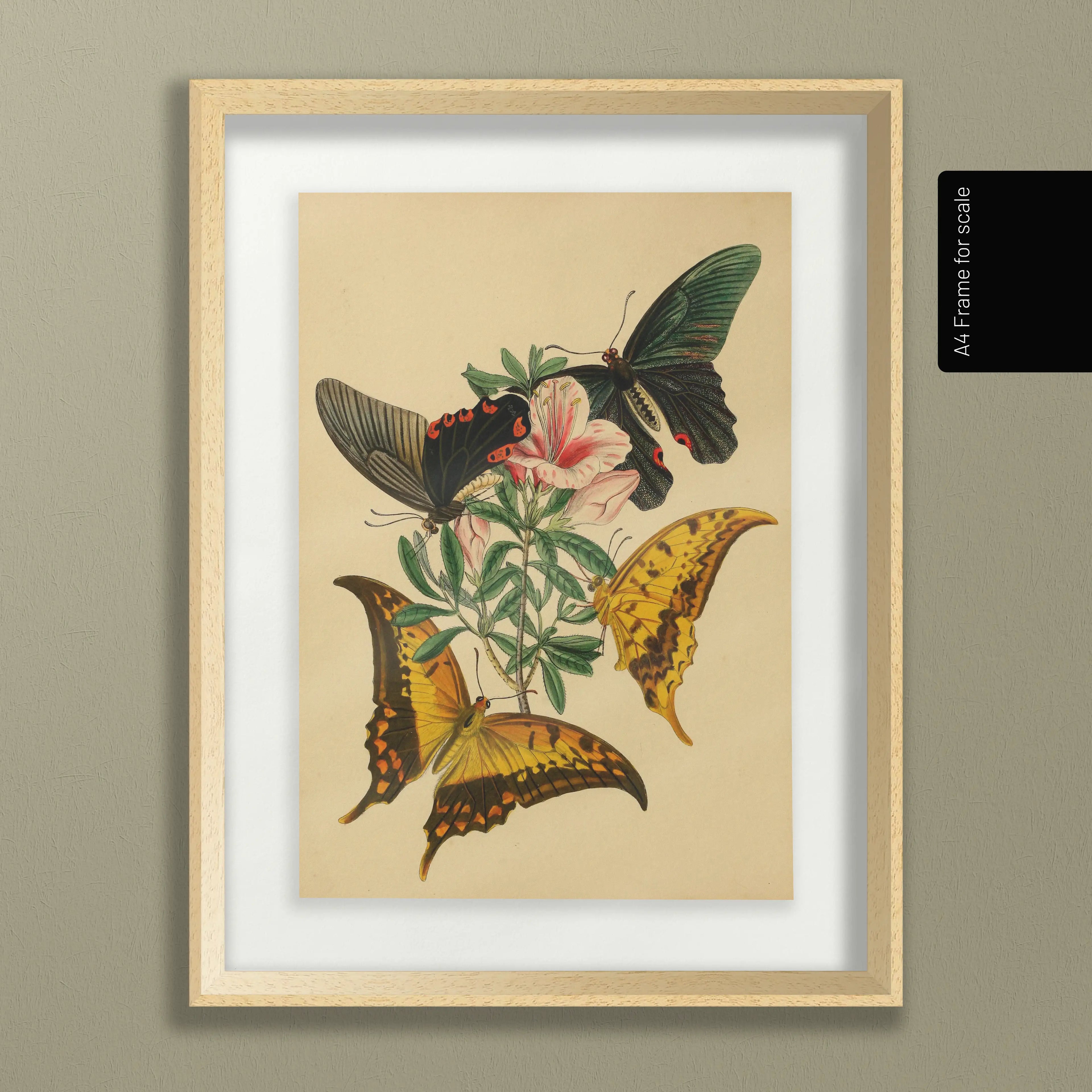 Natural History: Plate No. 01