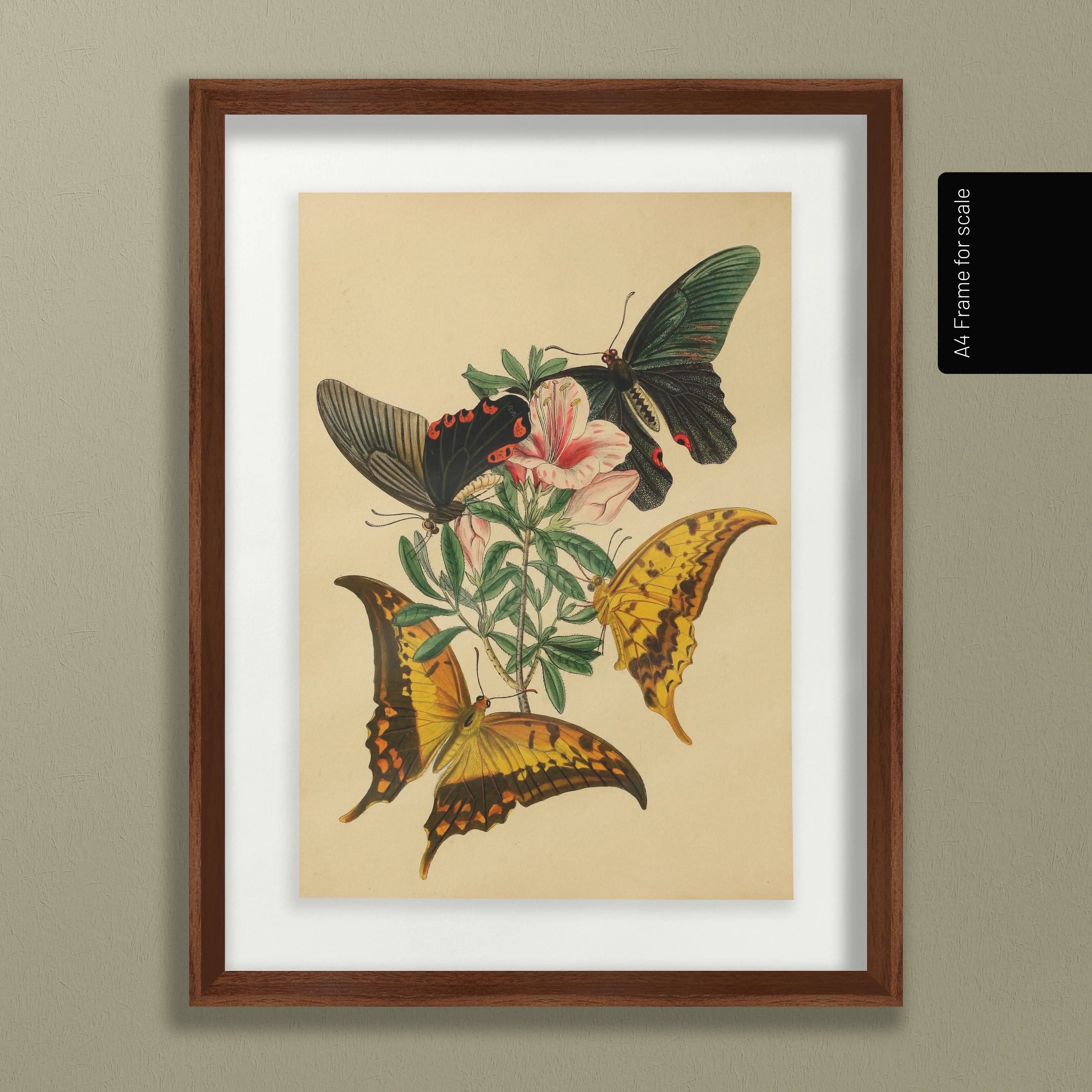 Natural History: Plate No. 01