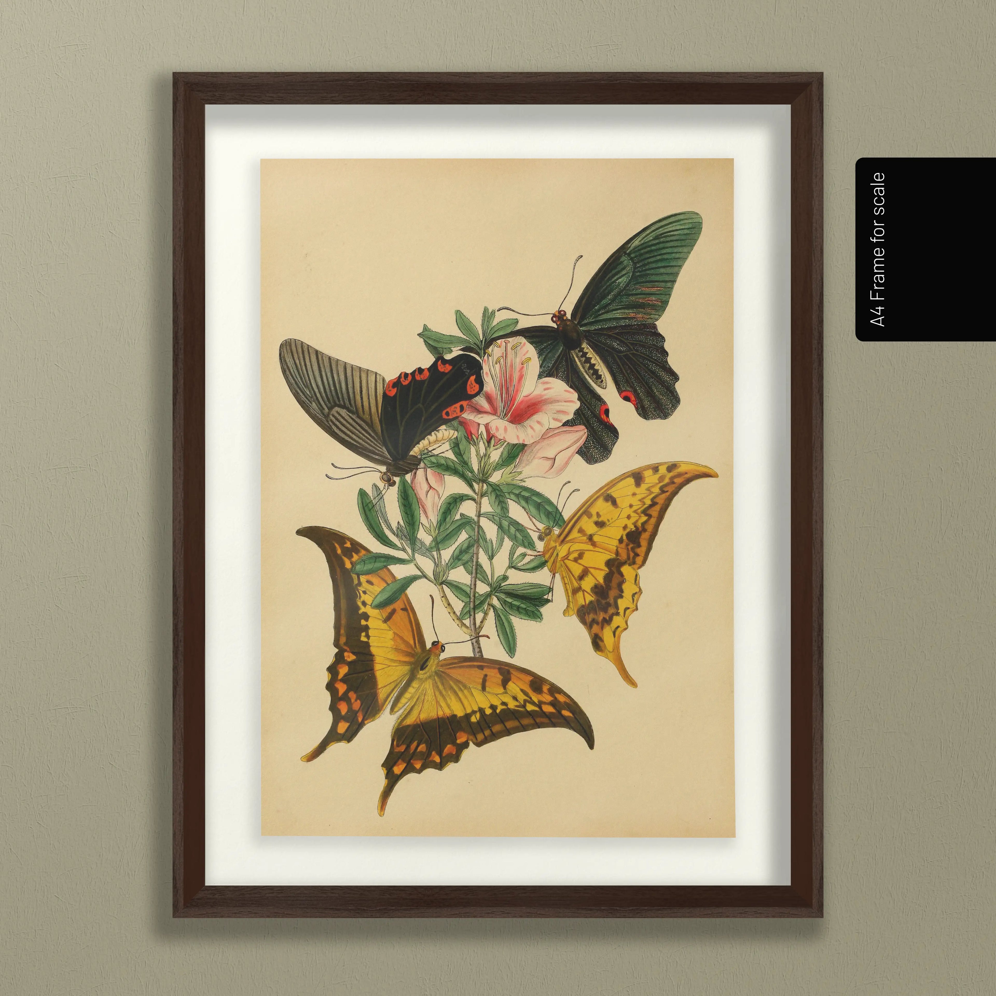 Natural History: Plate No. 01