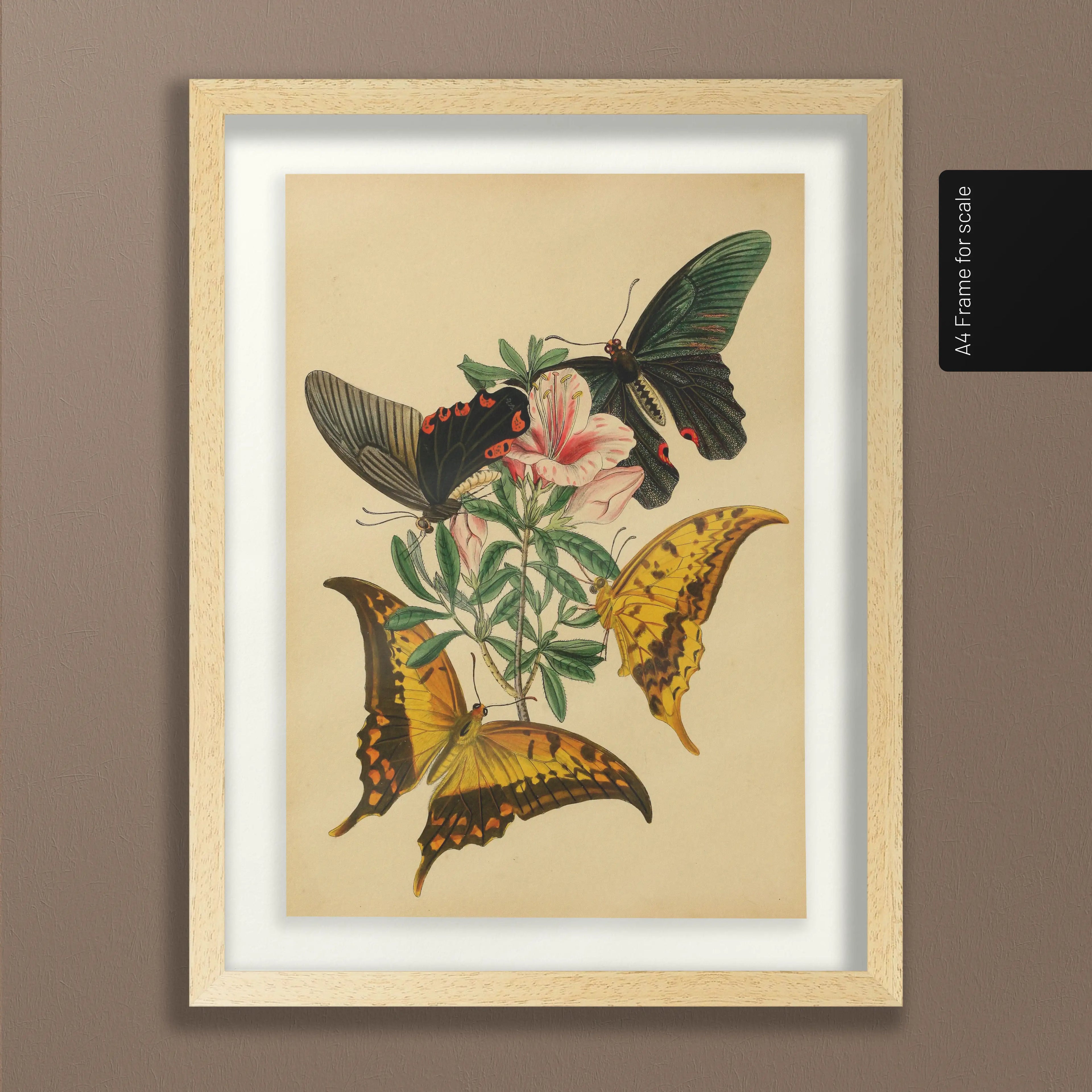 Natural History: Plate No. 01