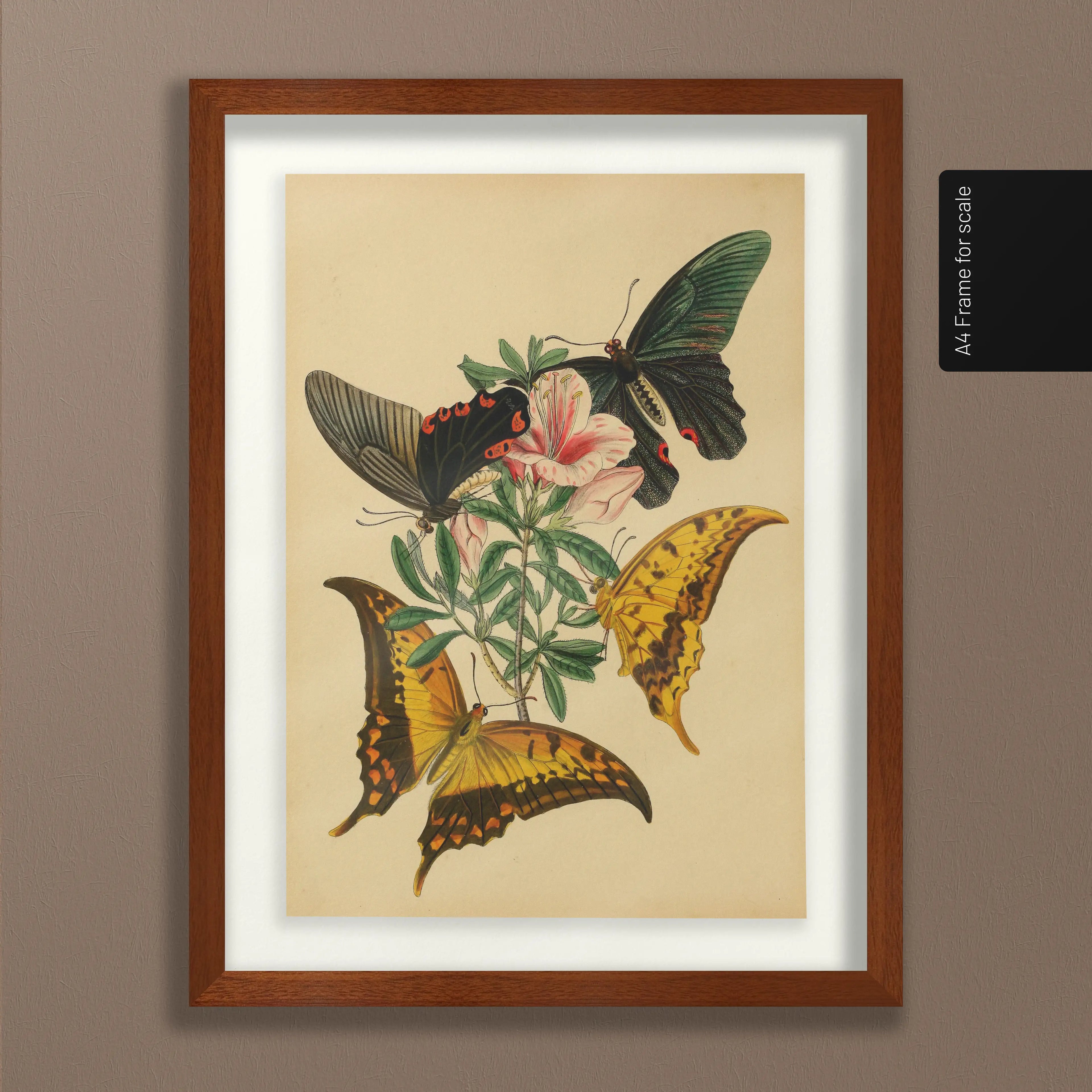 Natural History: Plate No. 01