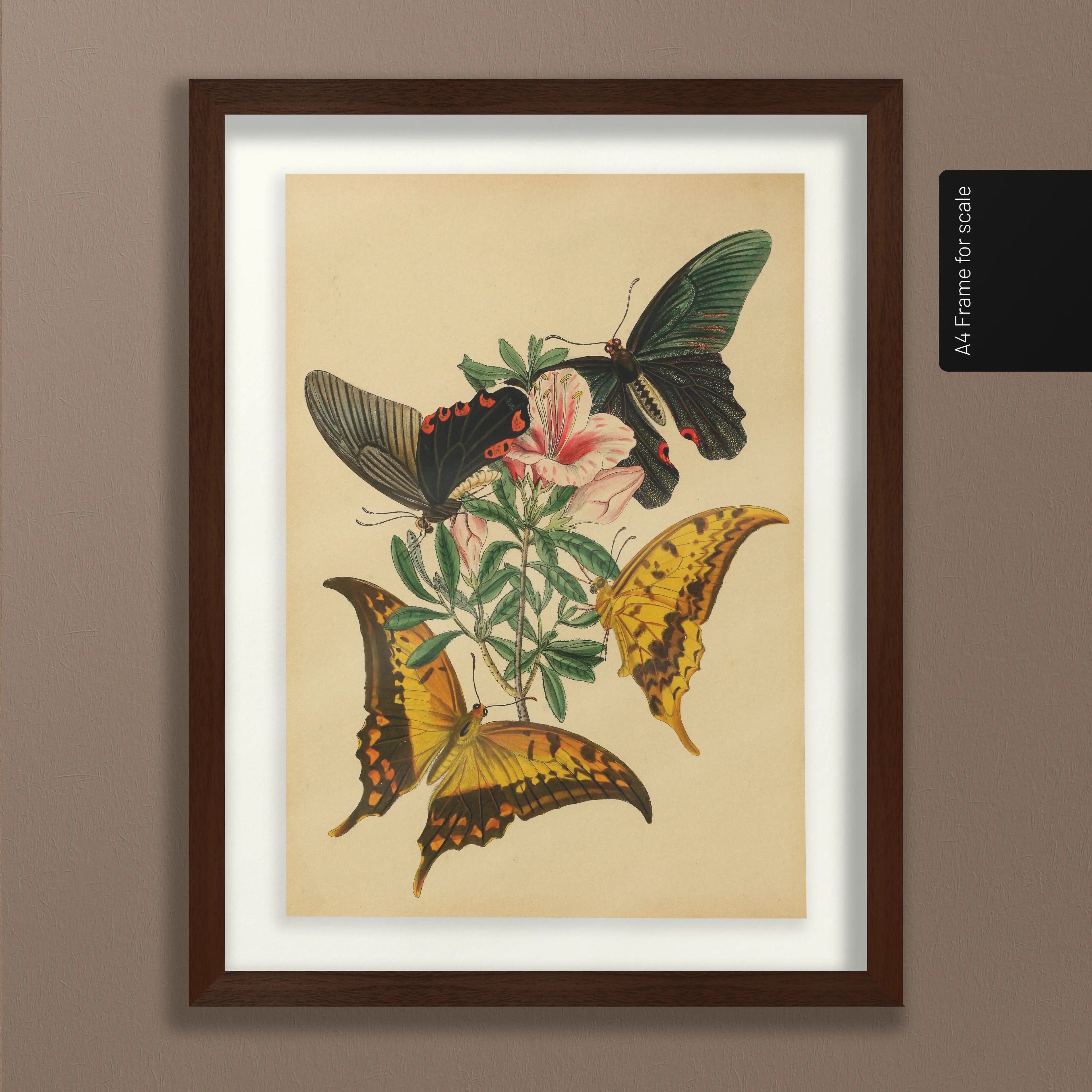 Natural History: Plate No. 01