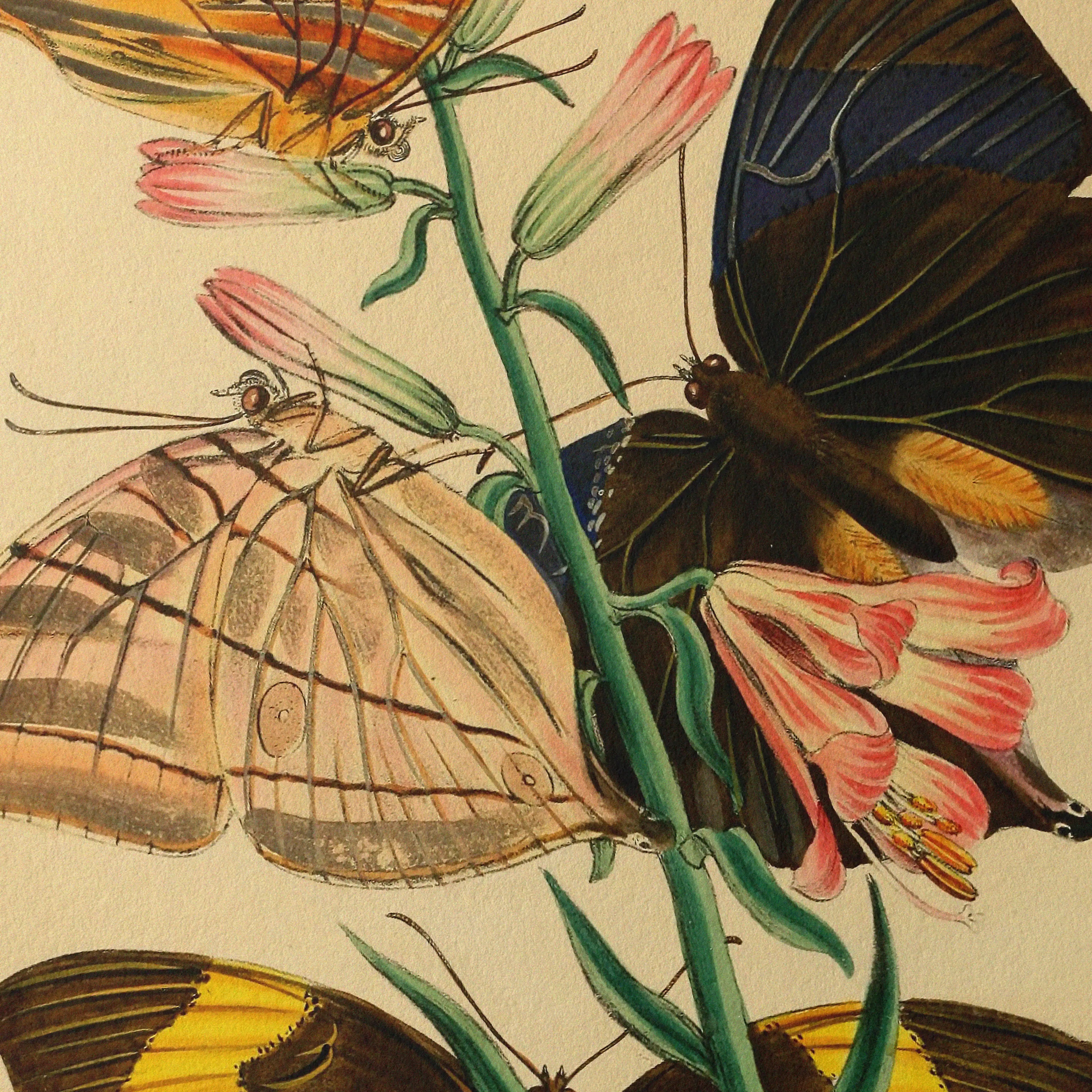 Natural History: Plate No. 02