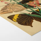 Natural History: Plate No. 02