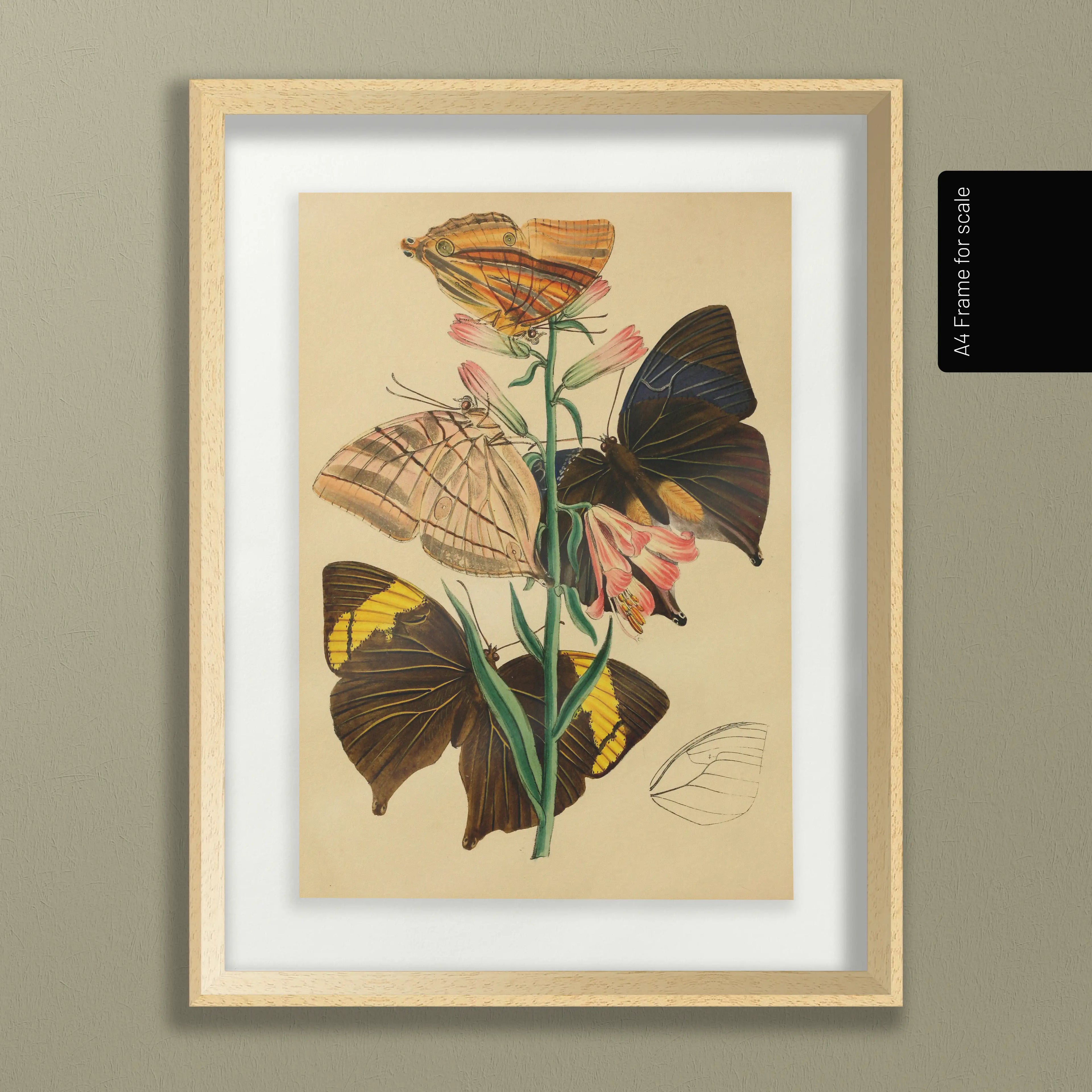 Natural History: Plate No. 02