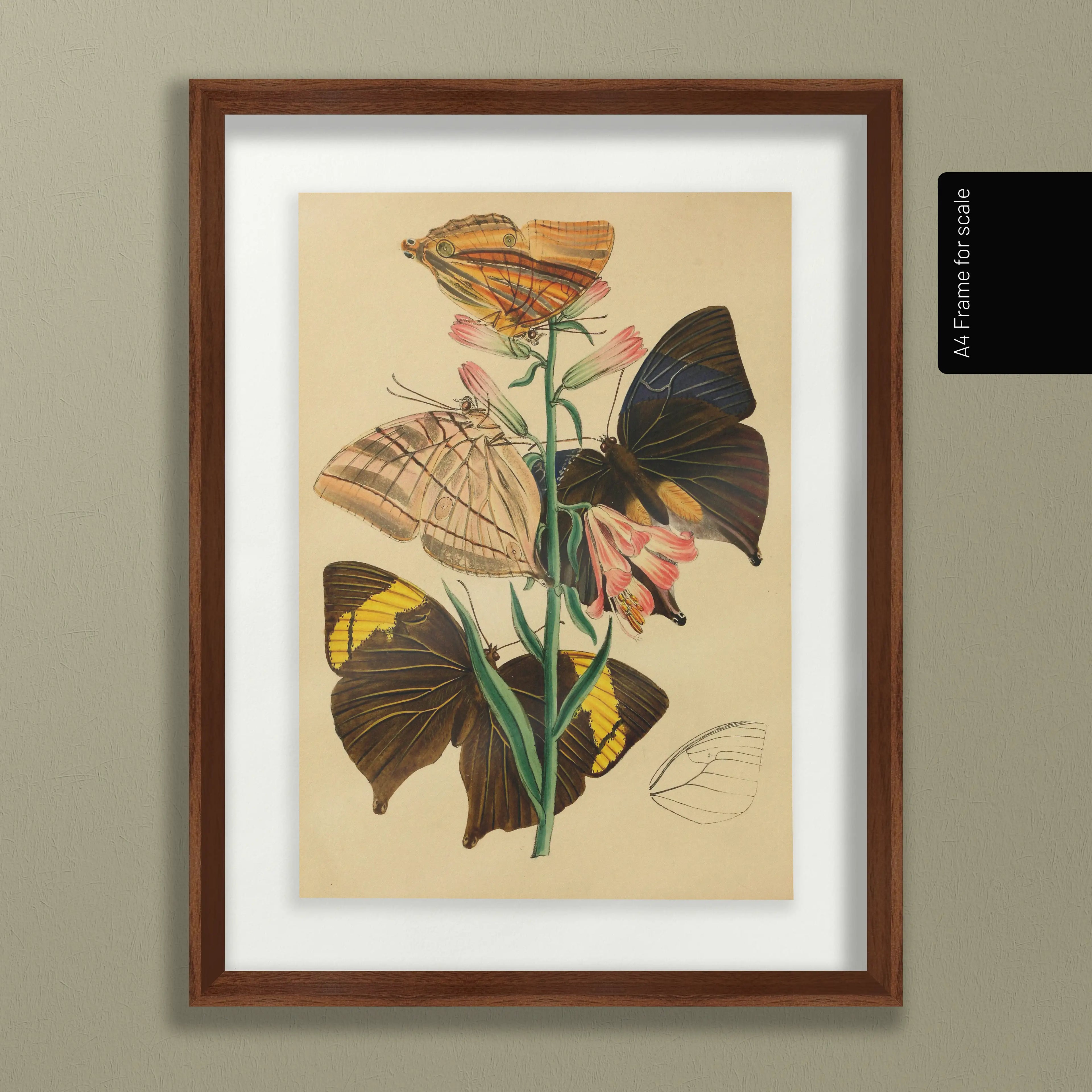 Natural History: Plate No. 02