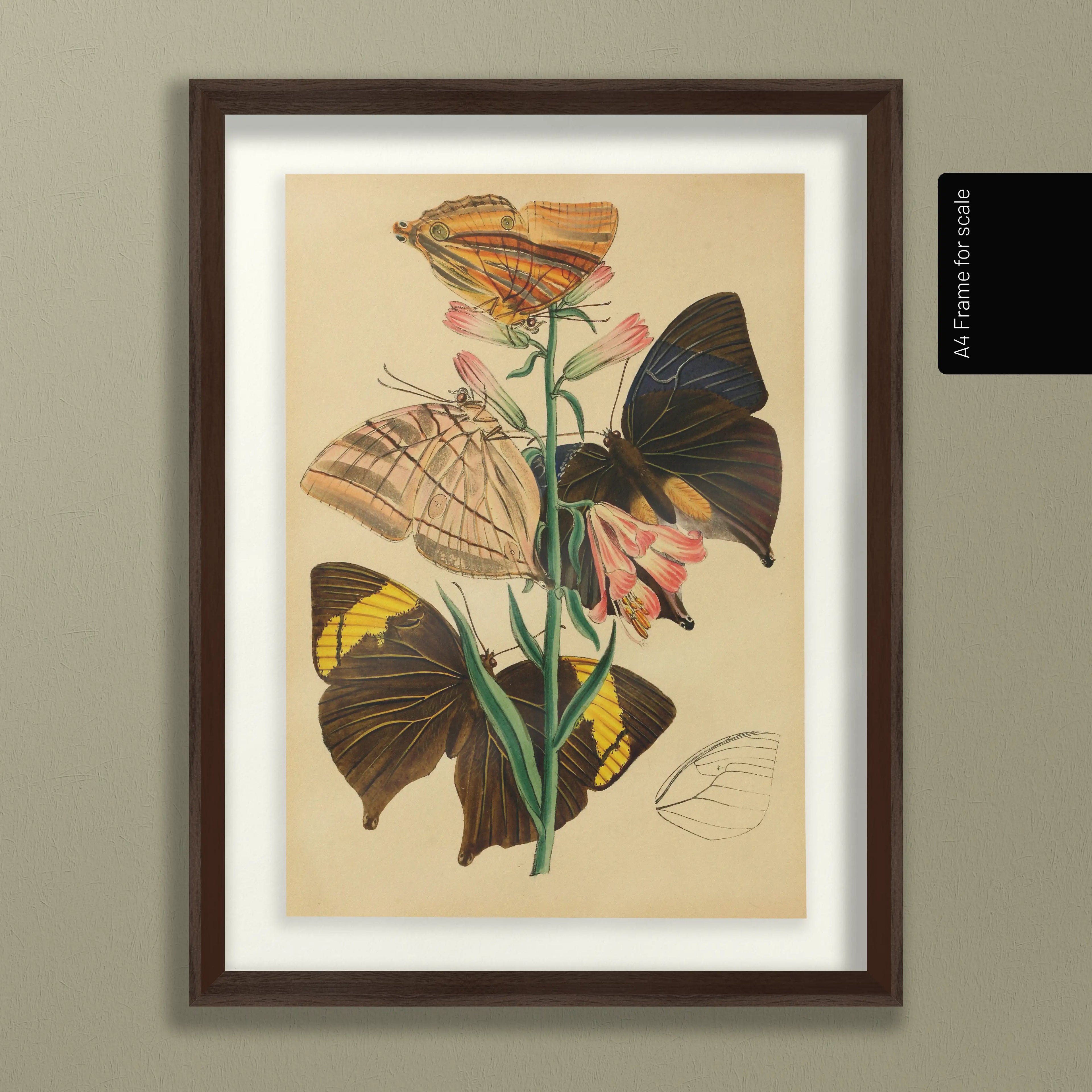 Natural History: Plate No. 02