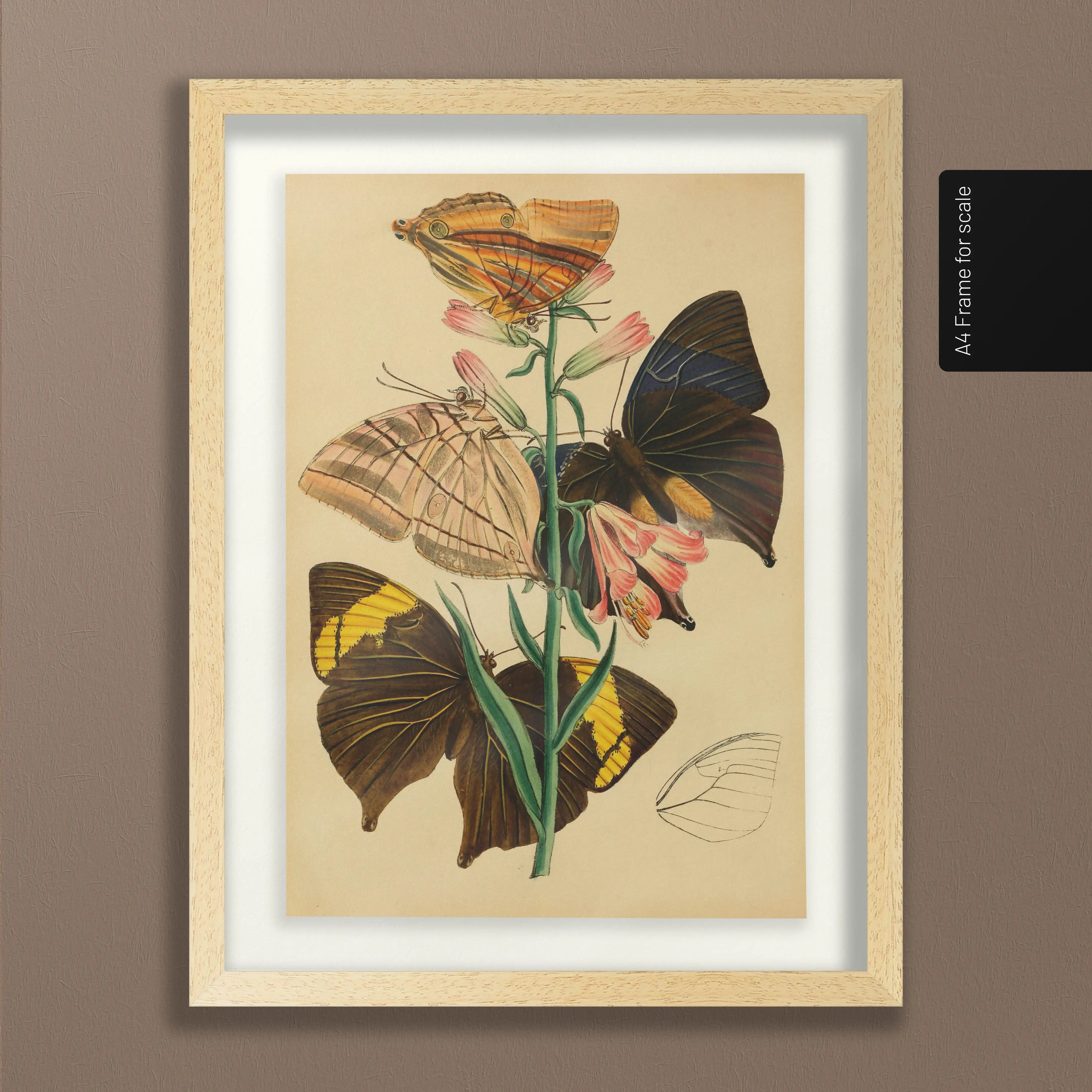 Natural History: Plate No. 02