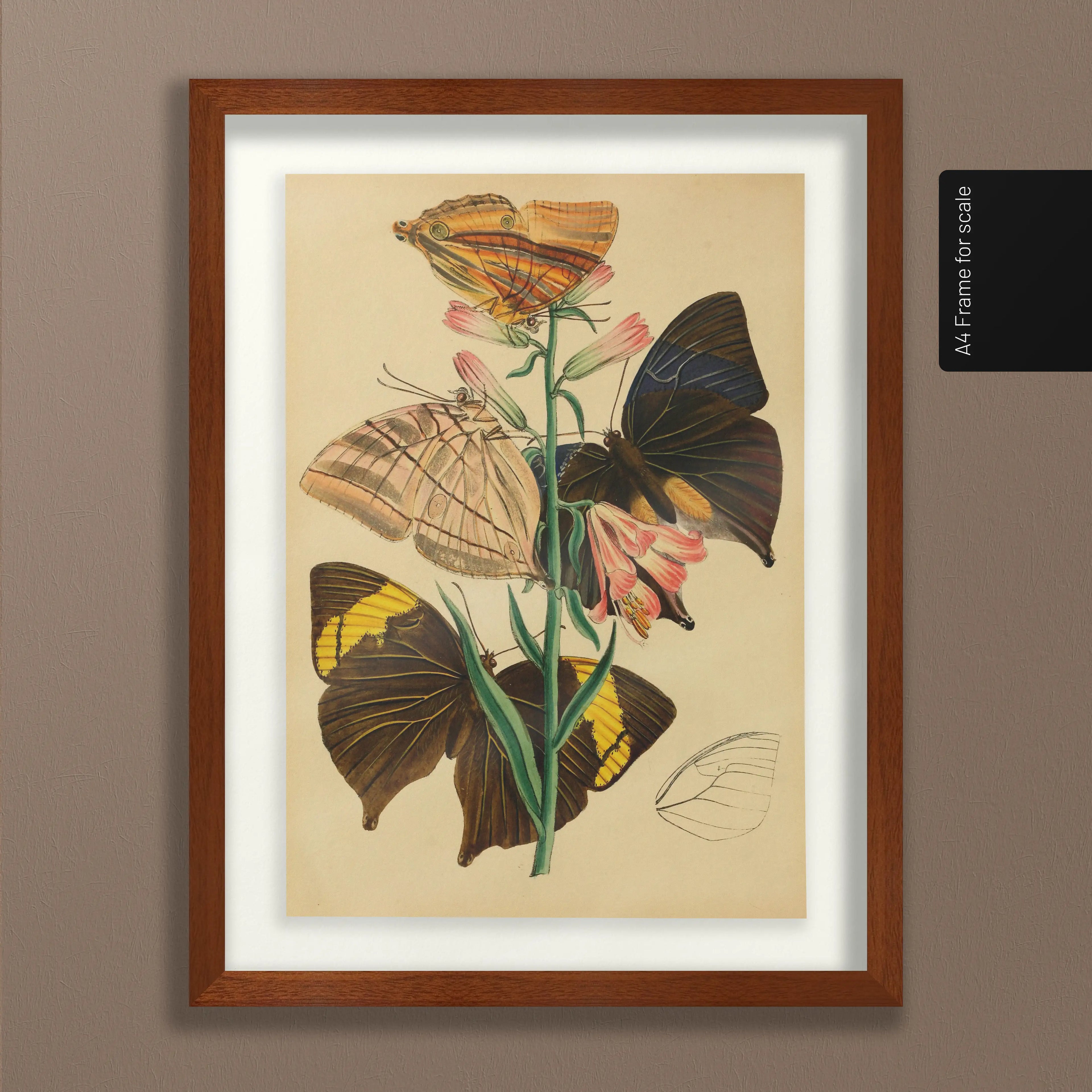 Natural History: Plate No. 02