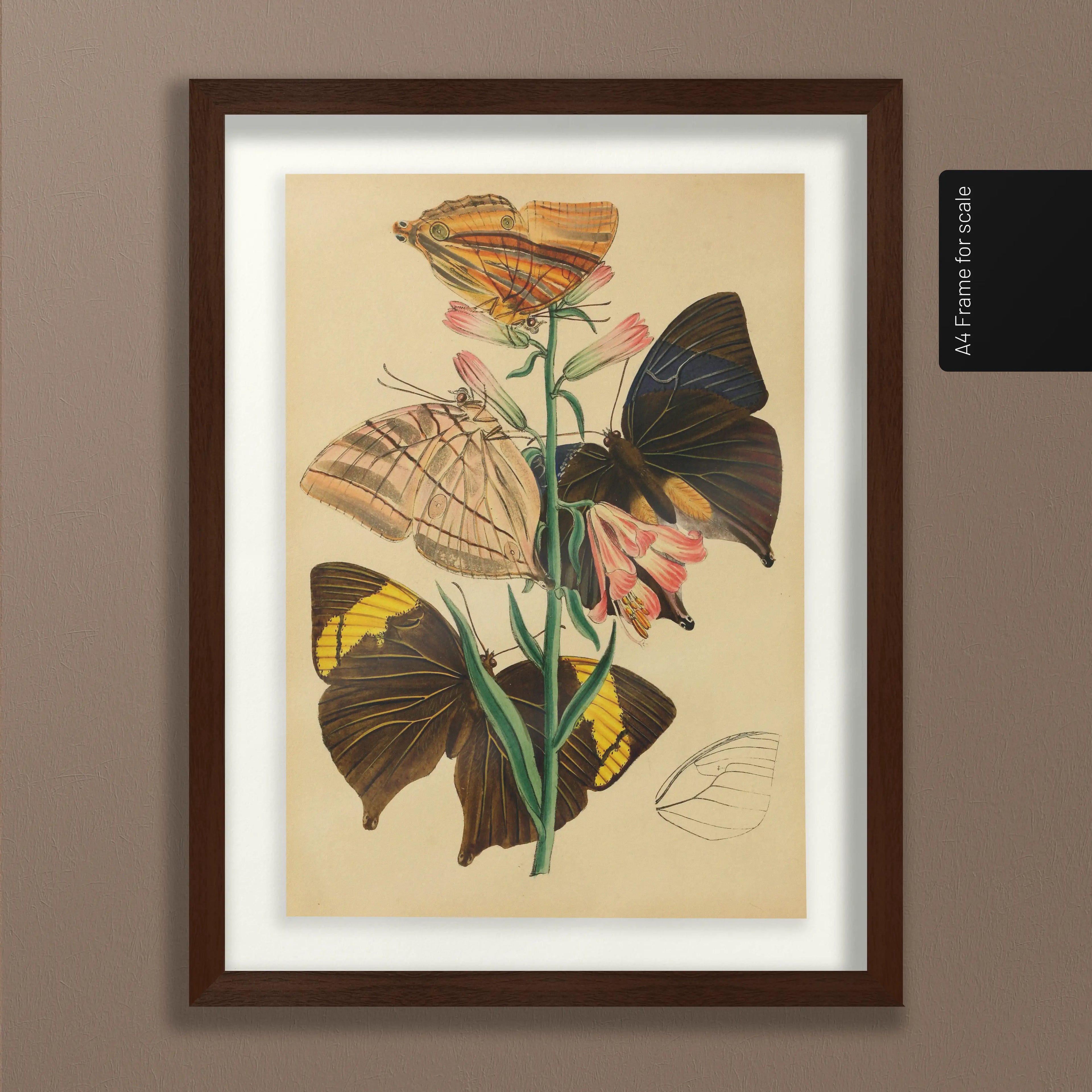 Natural History: Plate No. 02