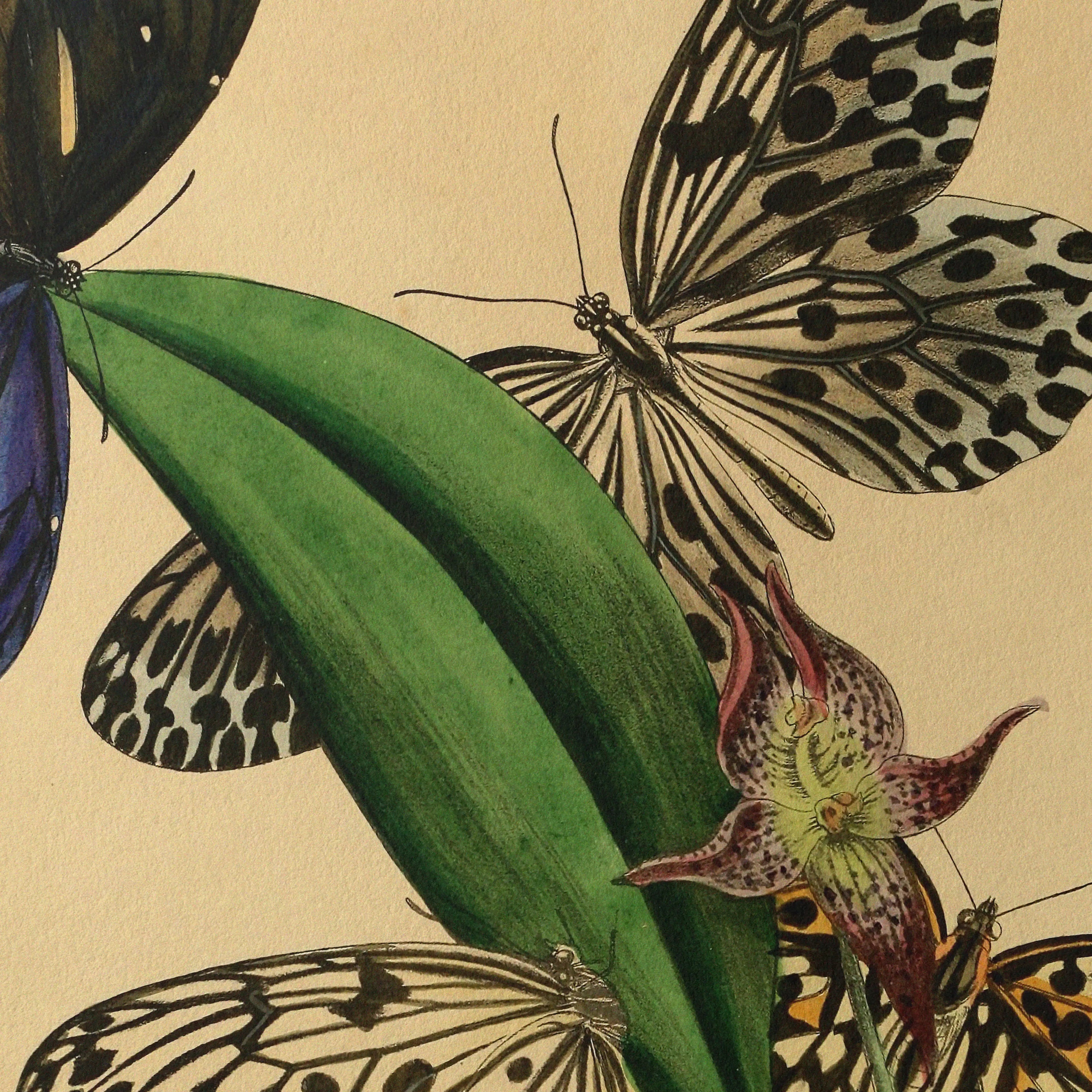 Natural History: Plate No. 03