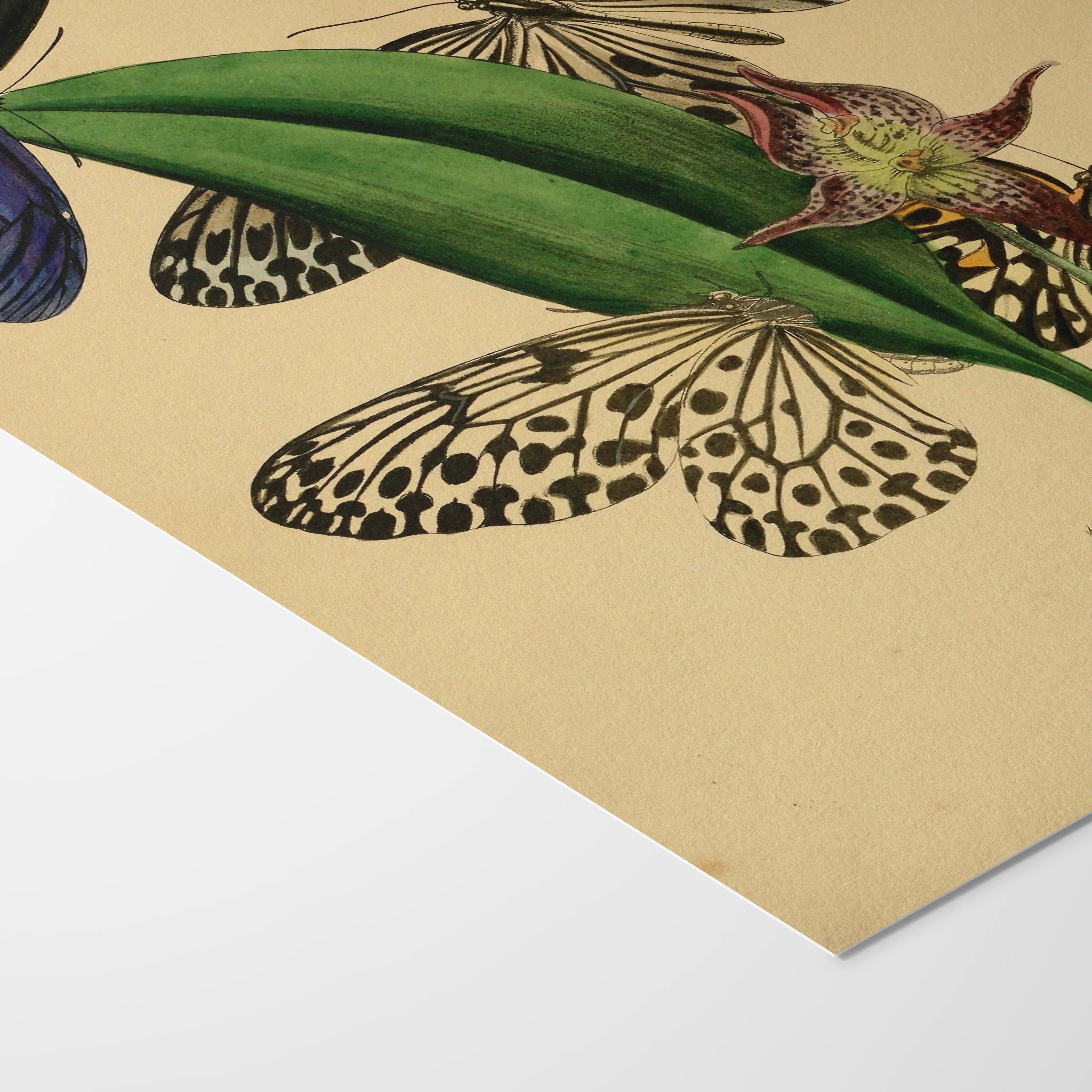 Natural History: Plate No. 03