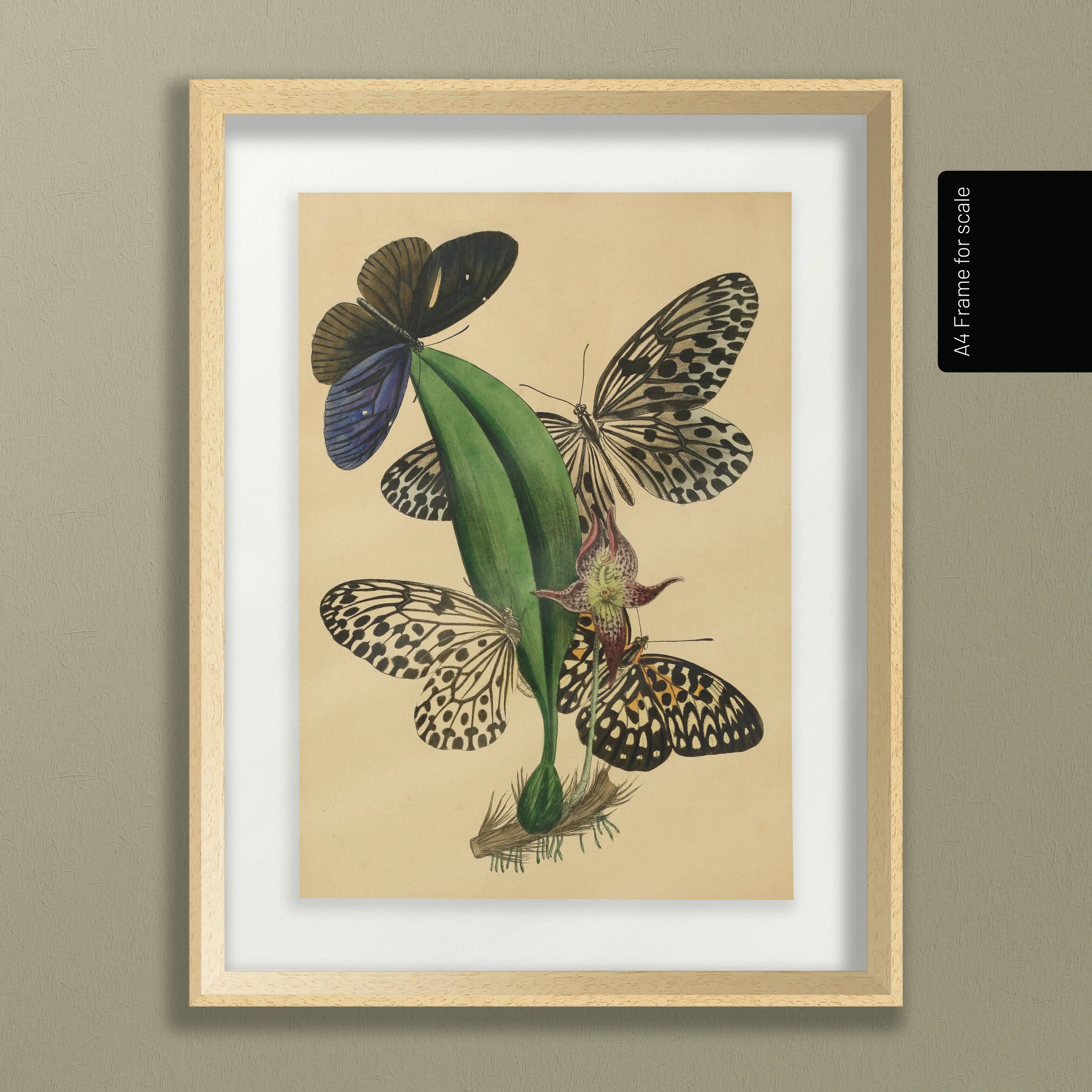 Natural History: Plate No. 03