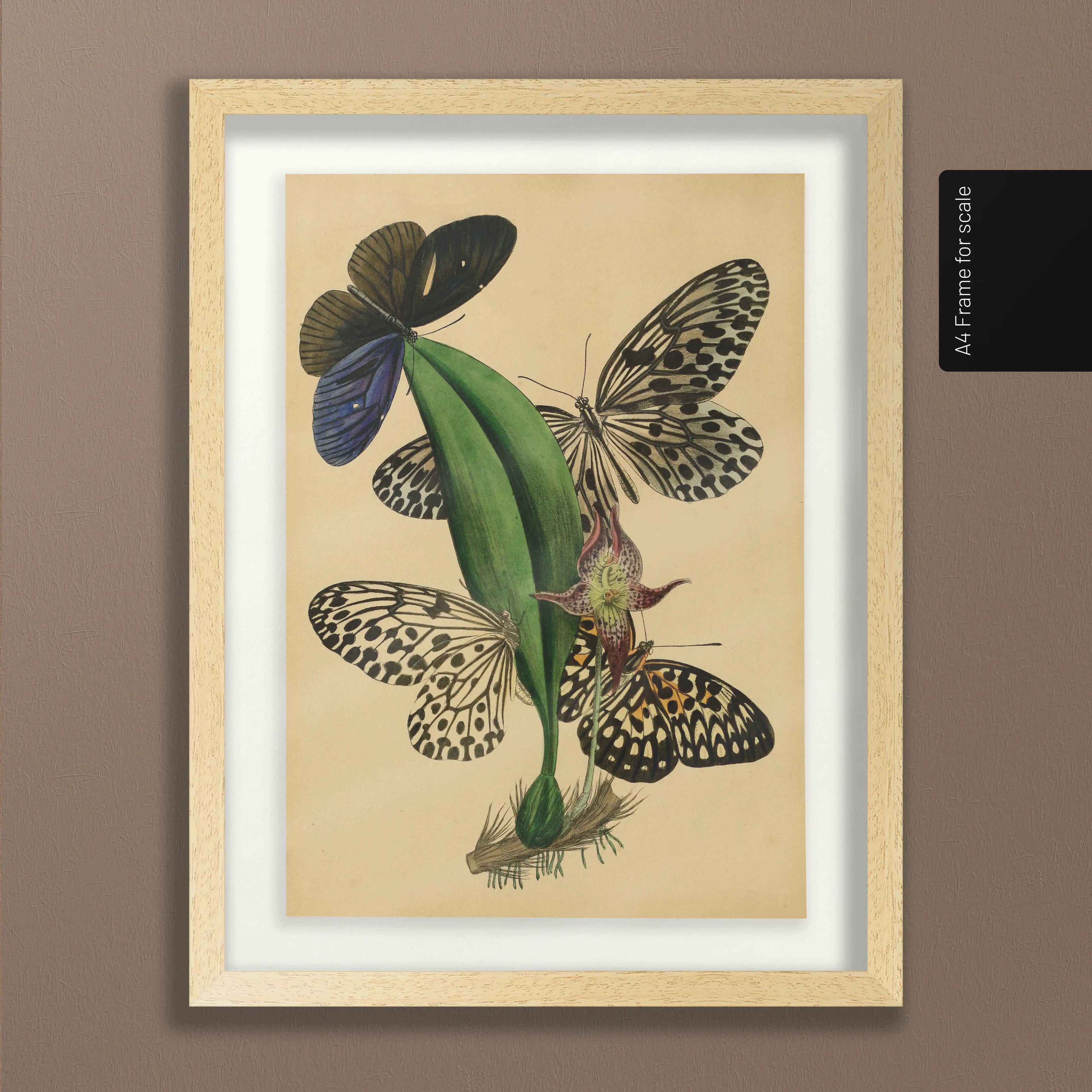 Natural History: Plate No. 03