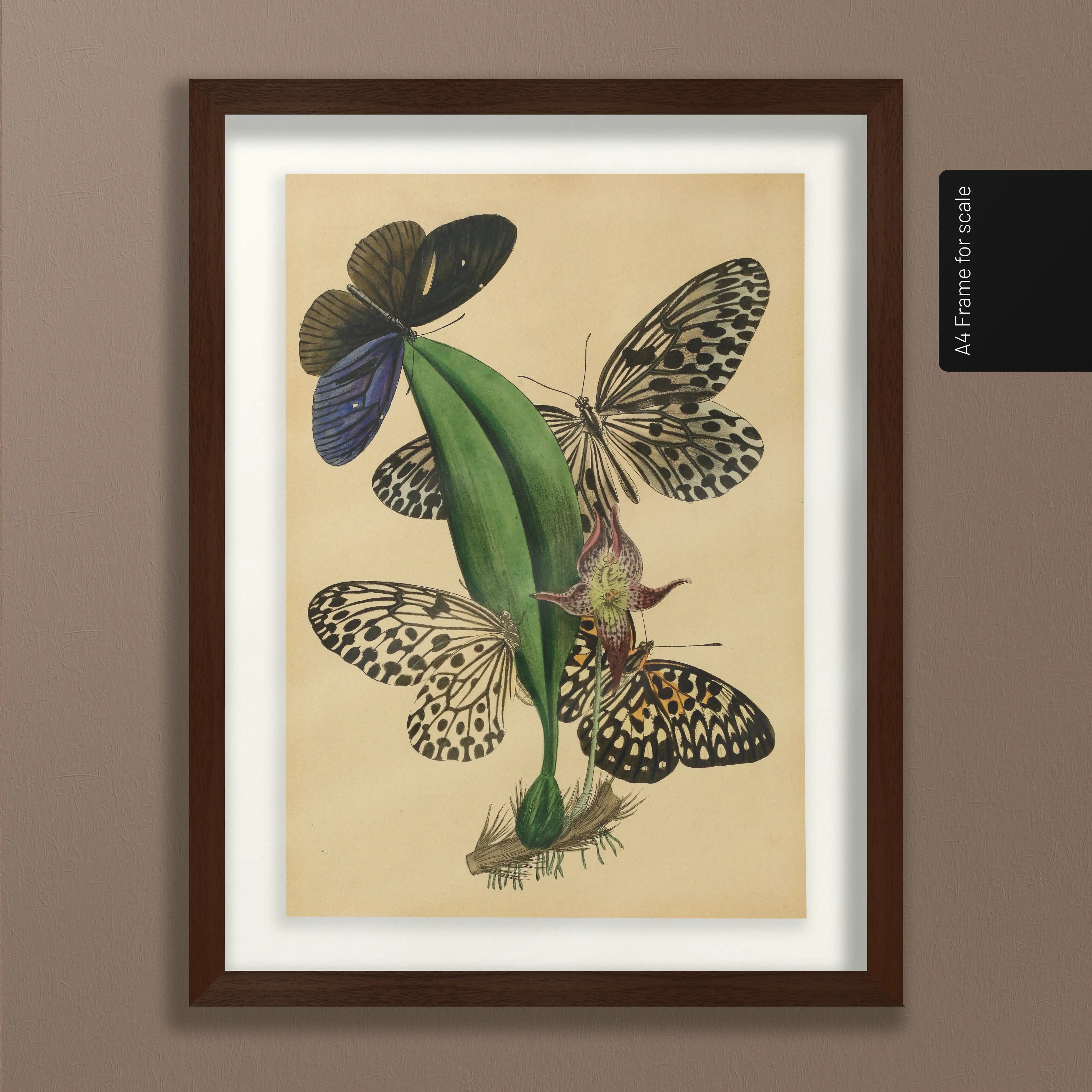 Natural History: Plate No. 03