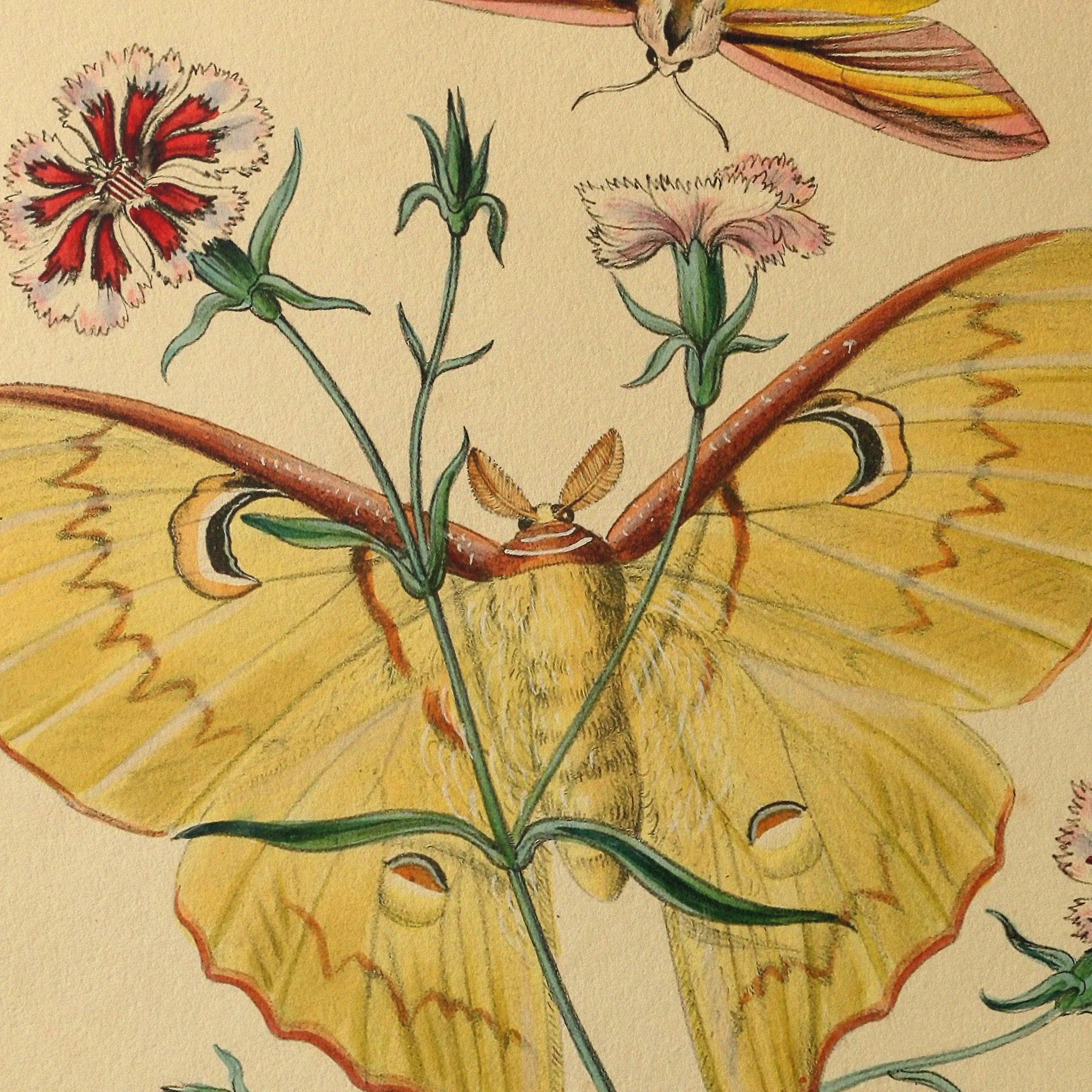 Natural History: Plate No. 04