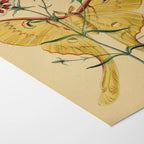 Natural History: Plate No. 04