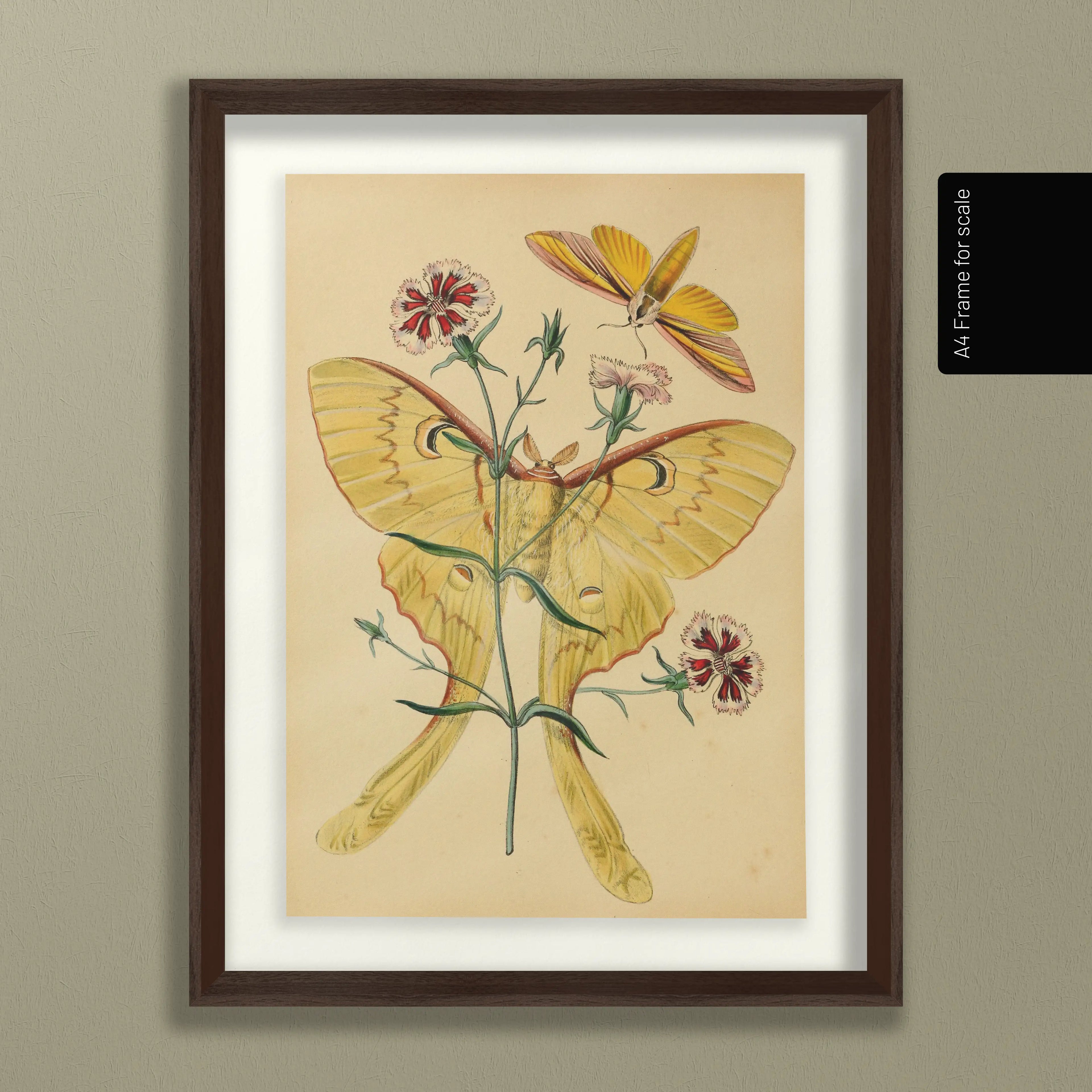 Natural History: Plate No. 04