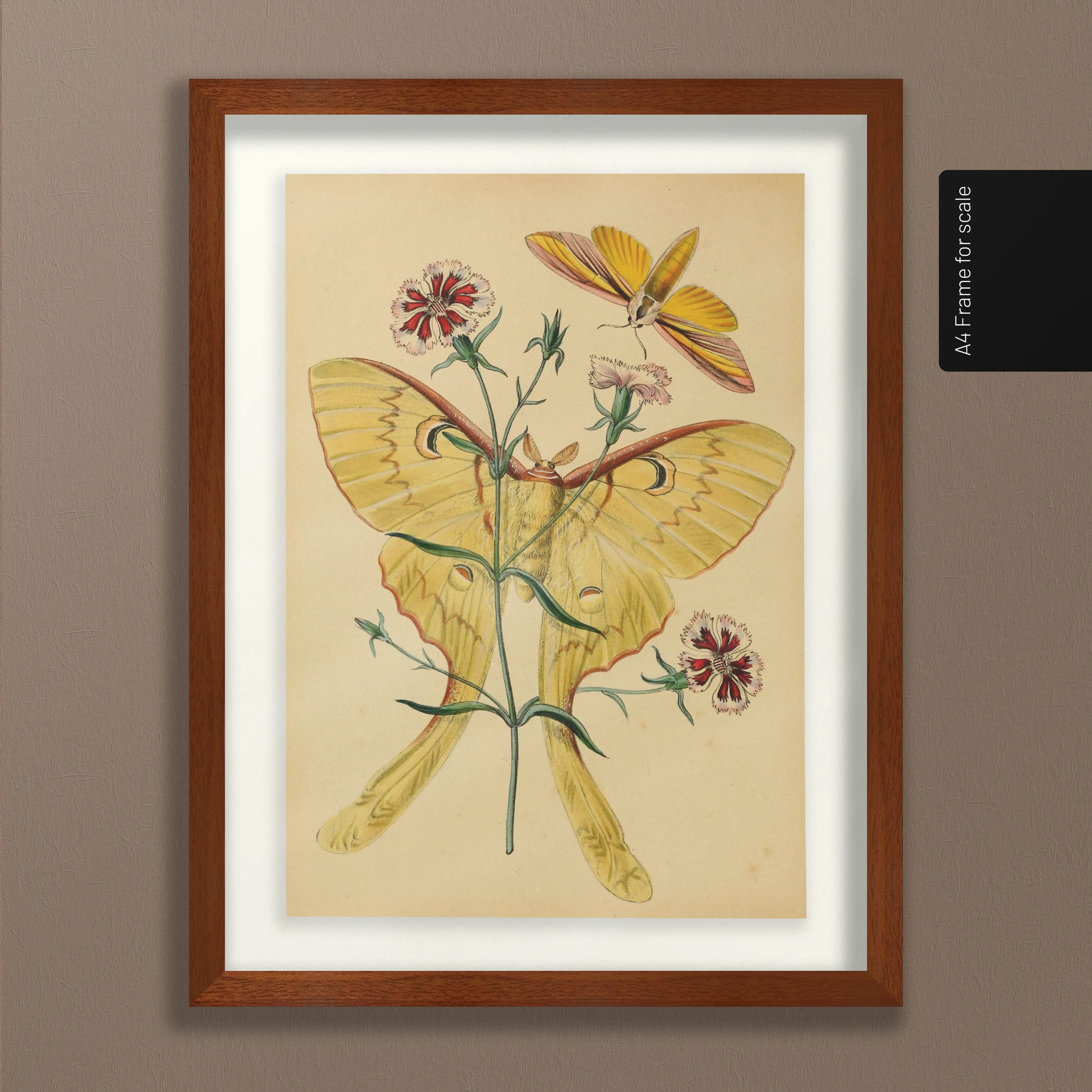 Natural History: Plate No. 04