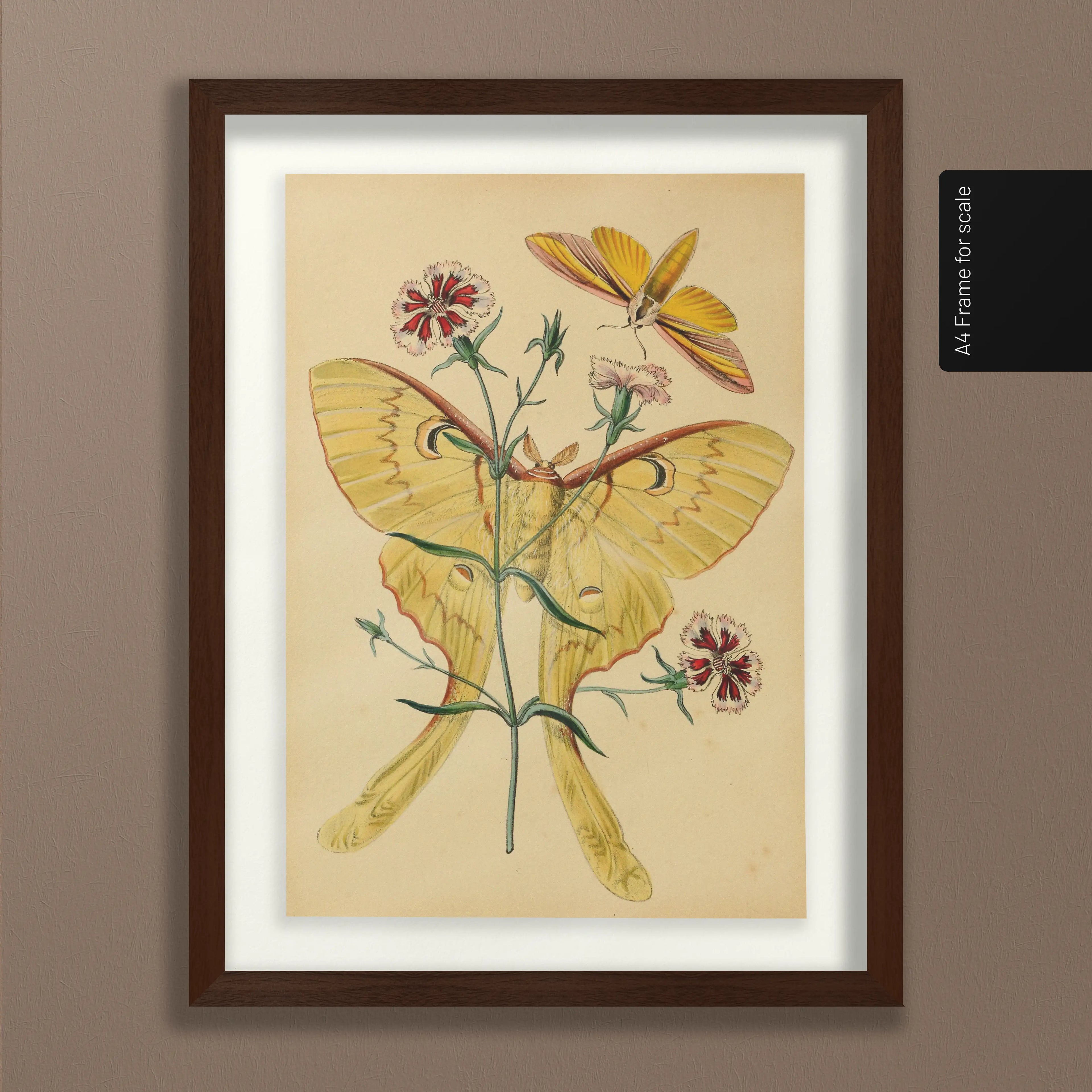 Natural History: Plate No. 04