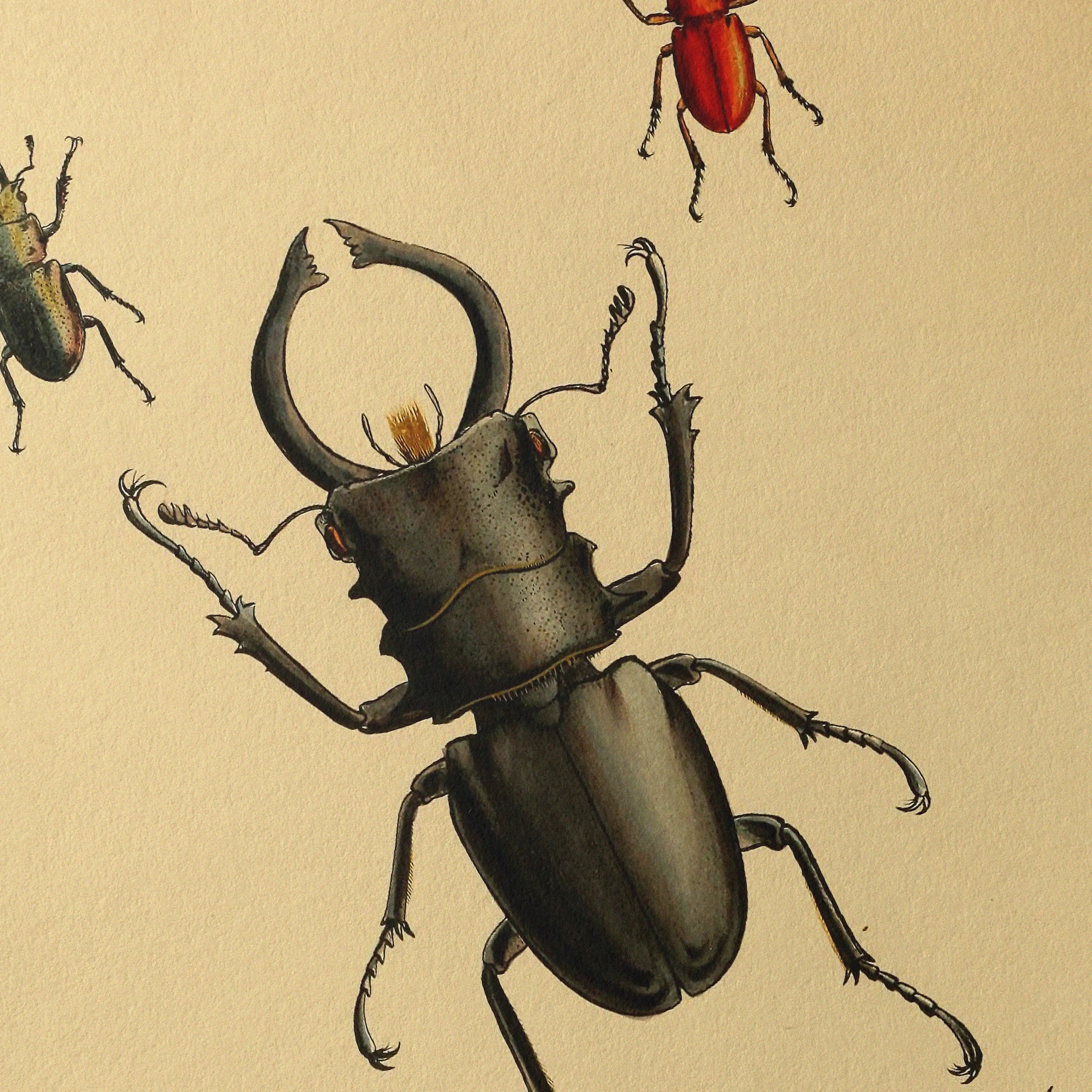 Natural History: Plate No. 05