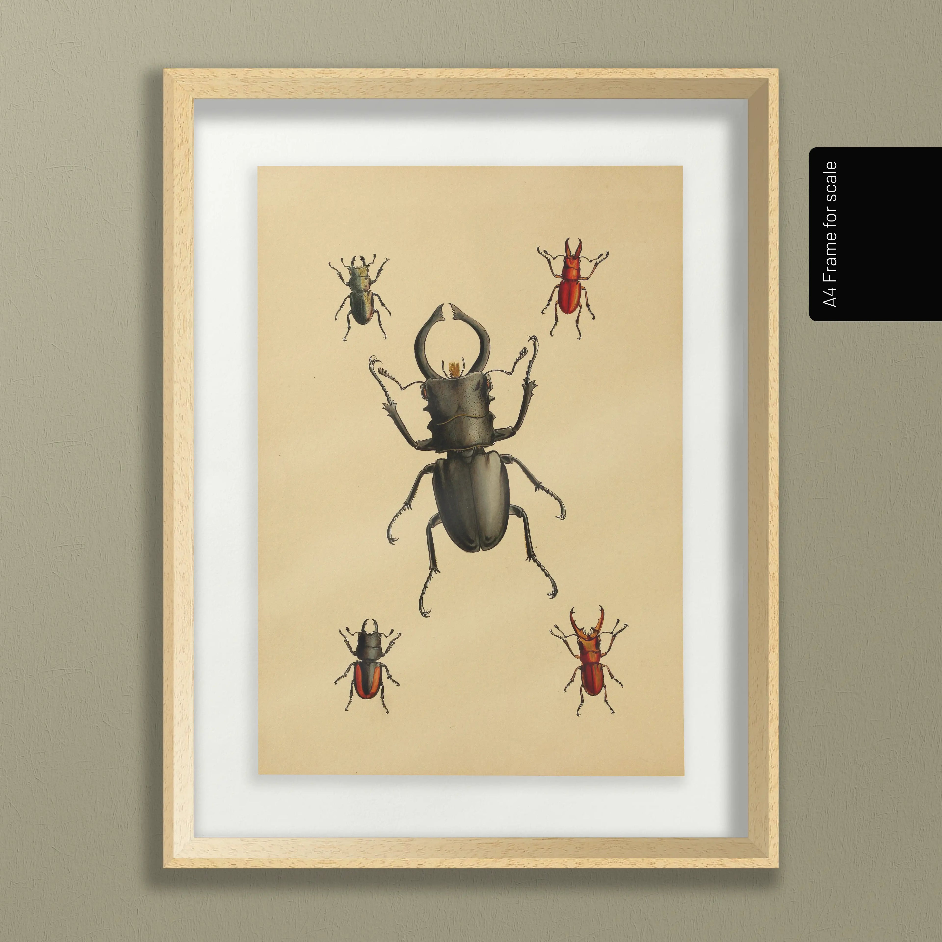 Natural History: Plate No. 05