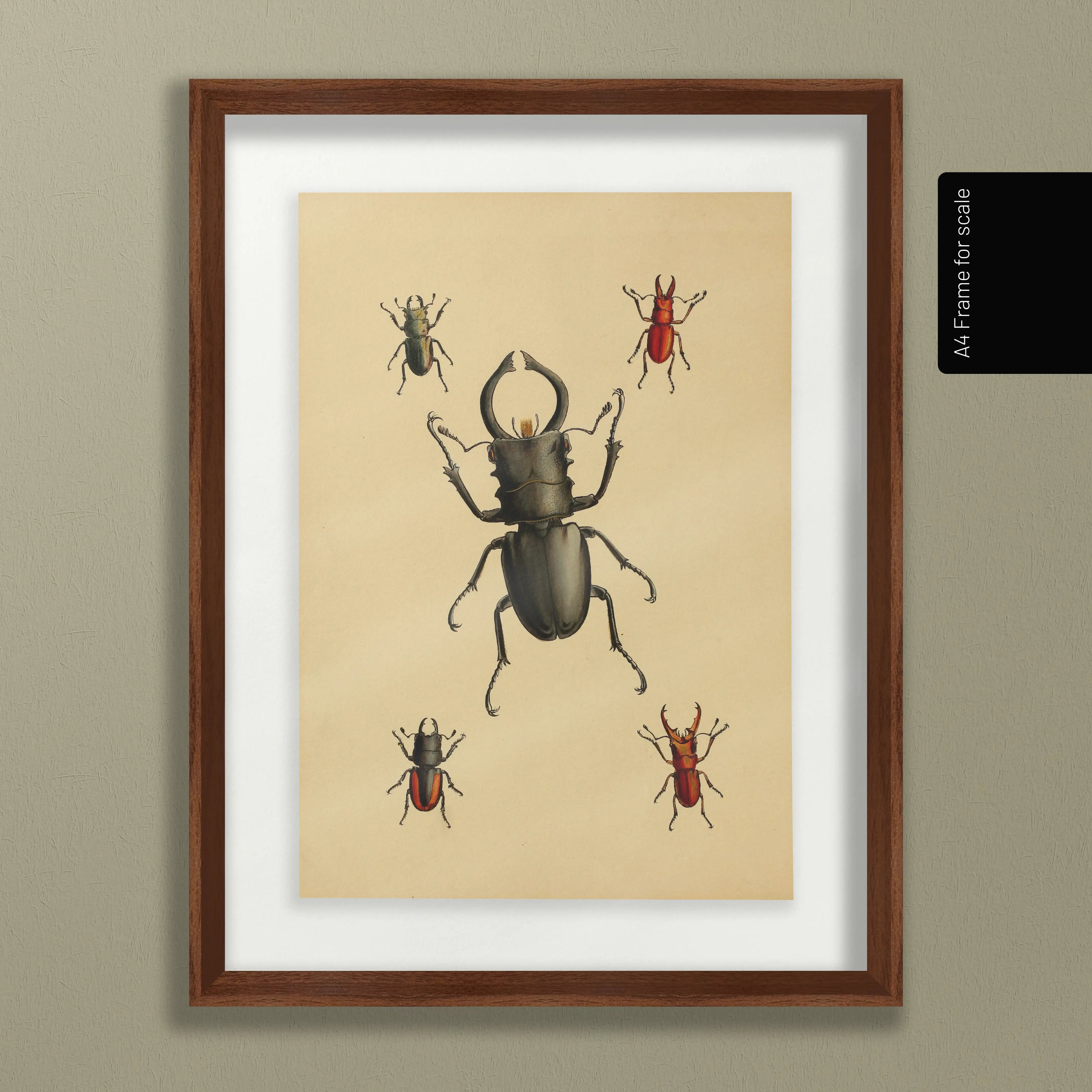 Natural History: Plate No. 05