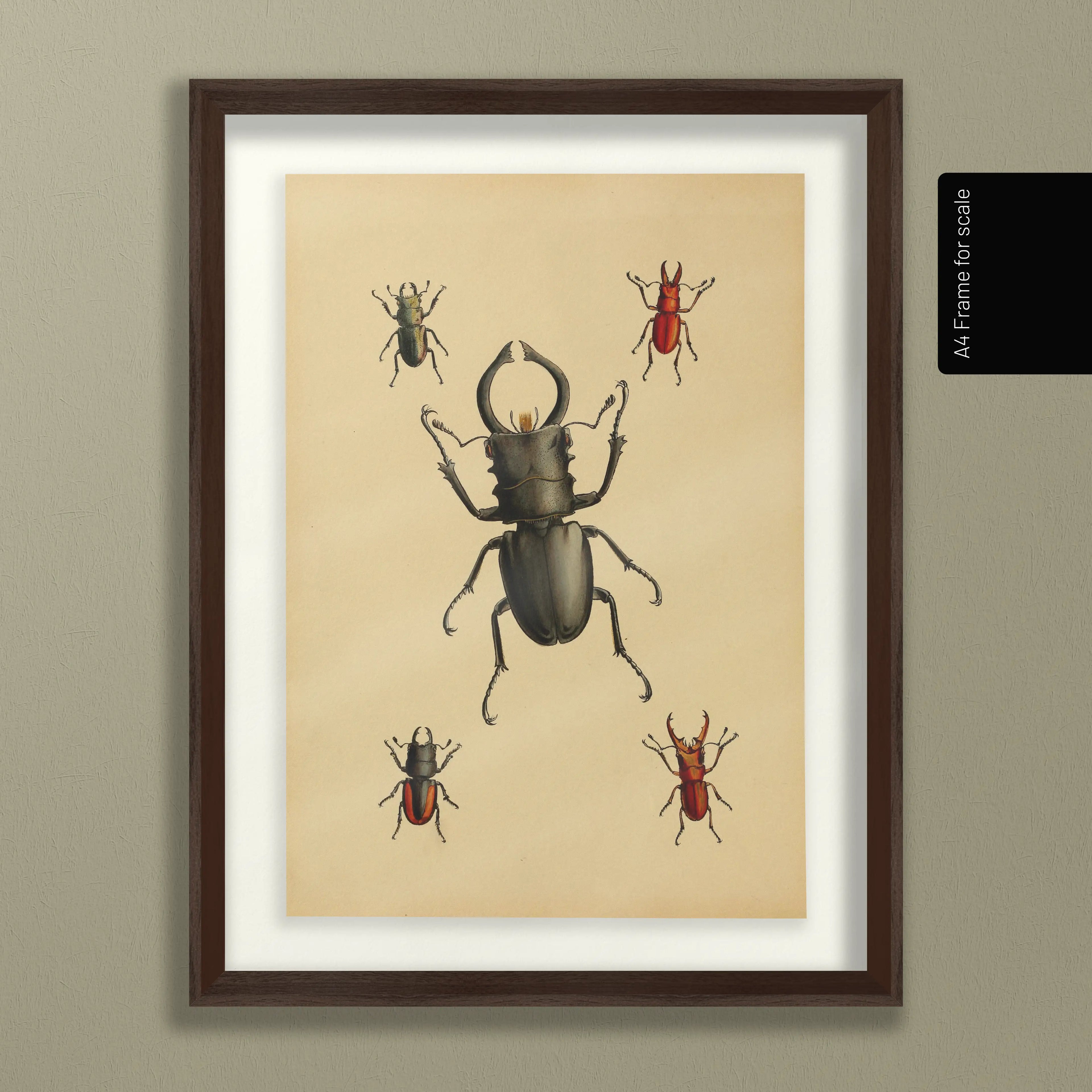 Natural History: Plate No. 05