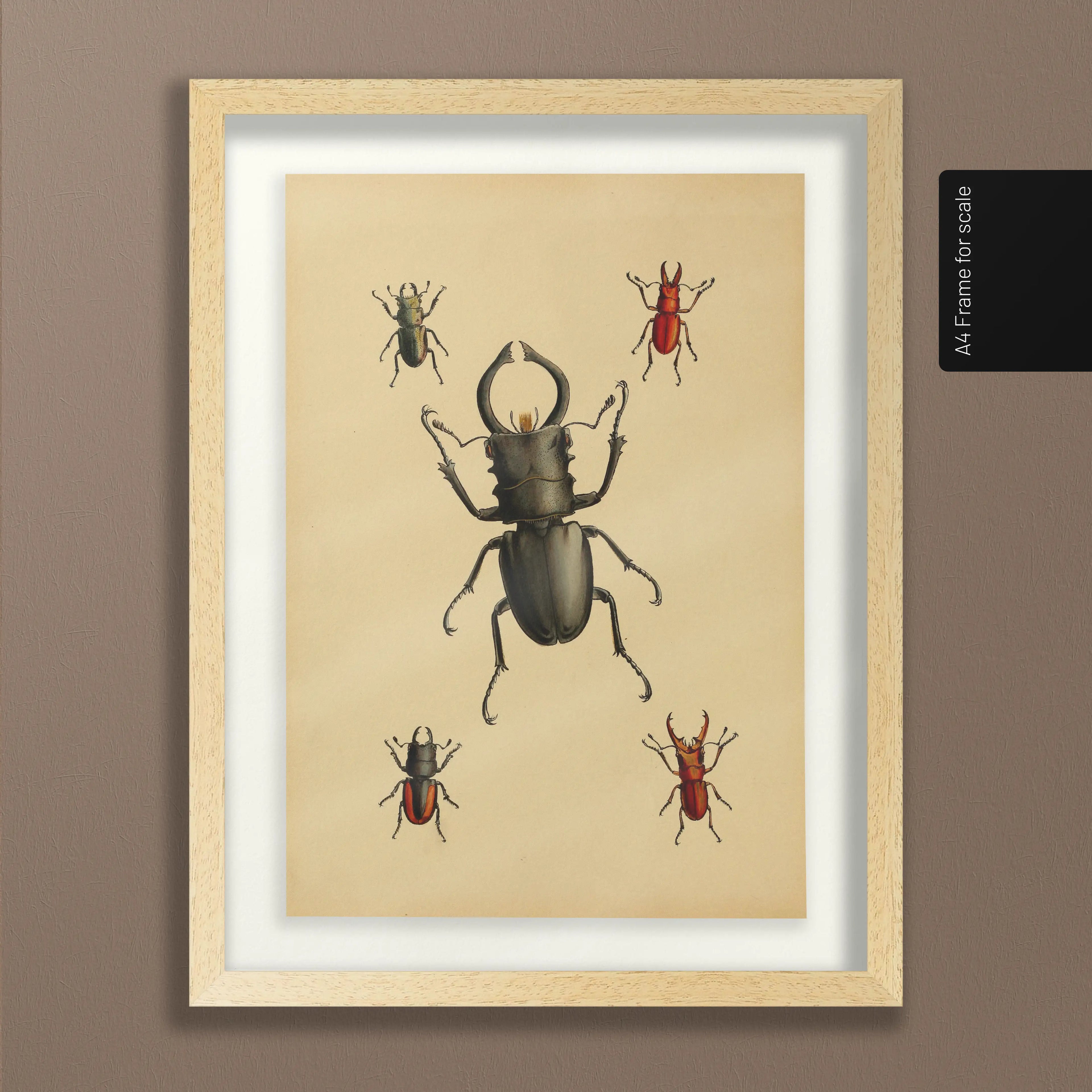 Natural History: Plate No. 05