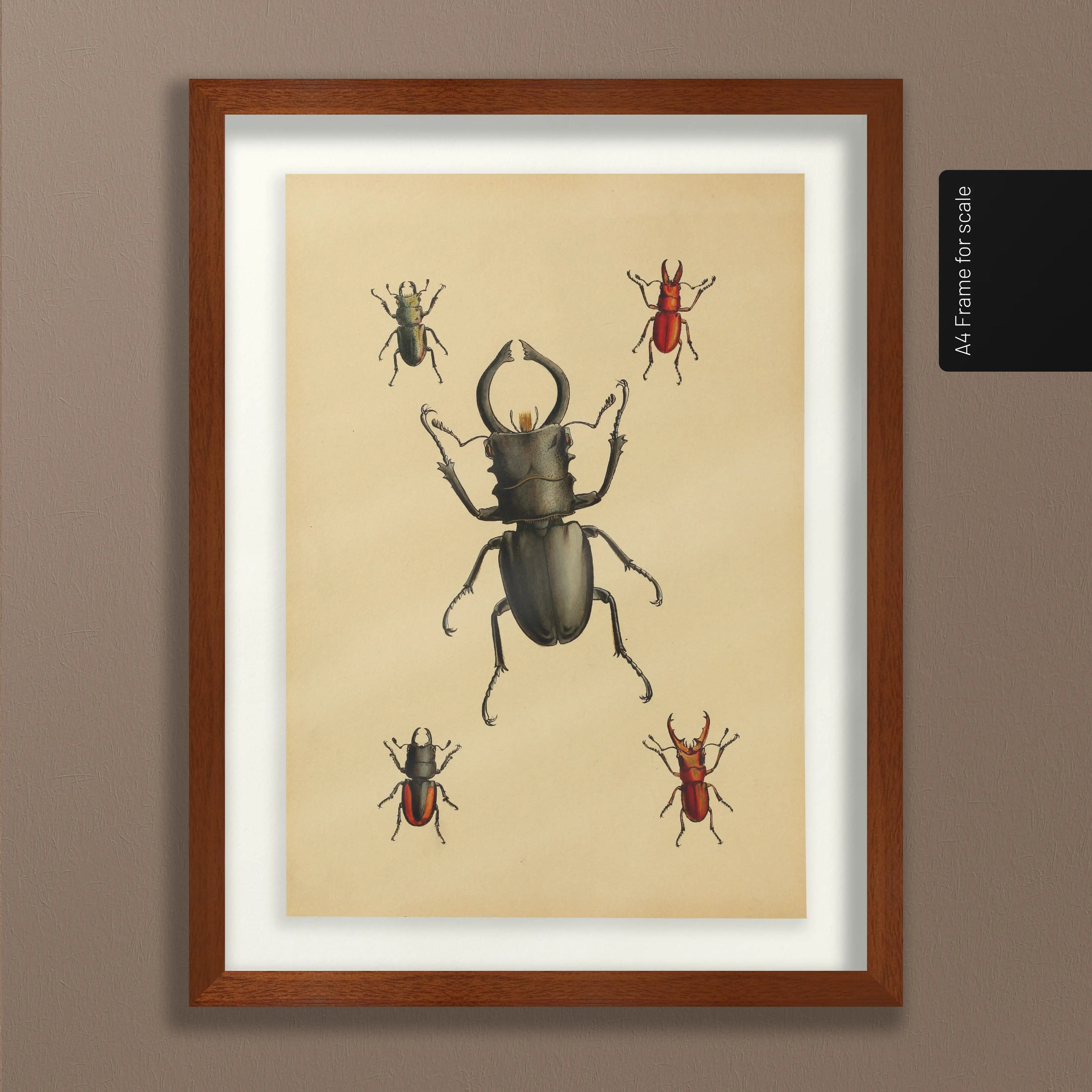 Natural History: Plate No. 05