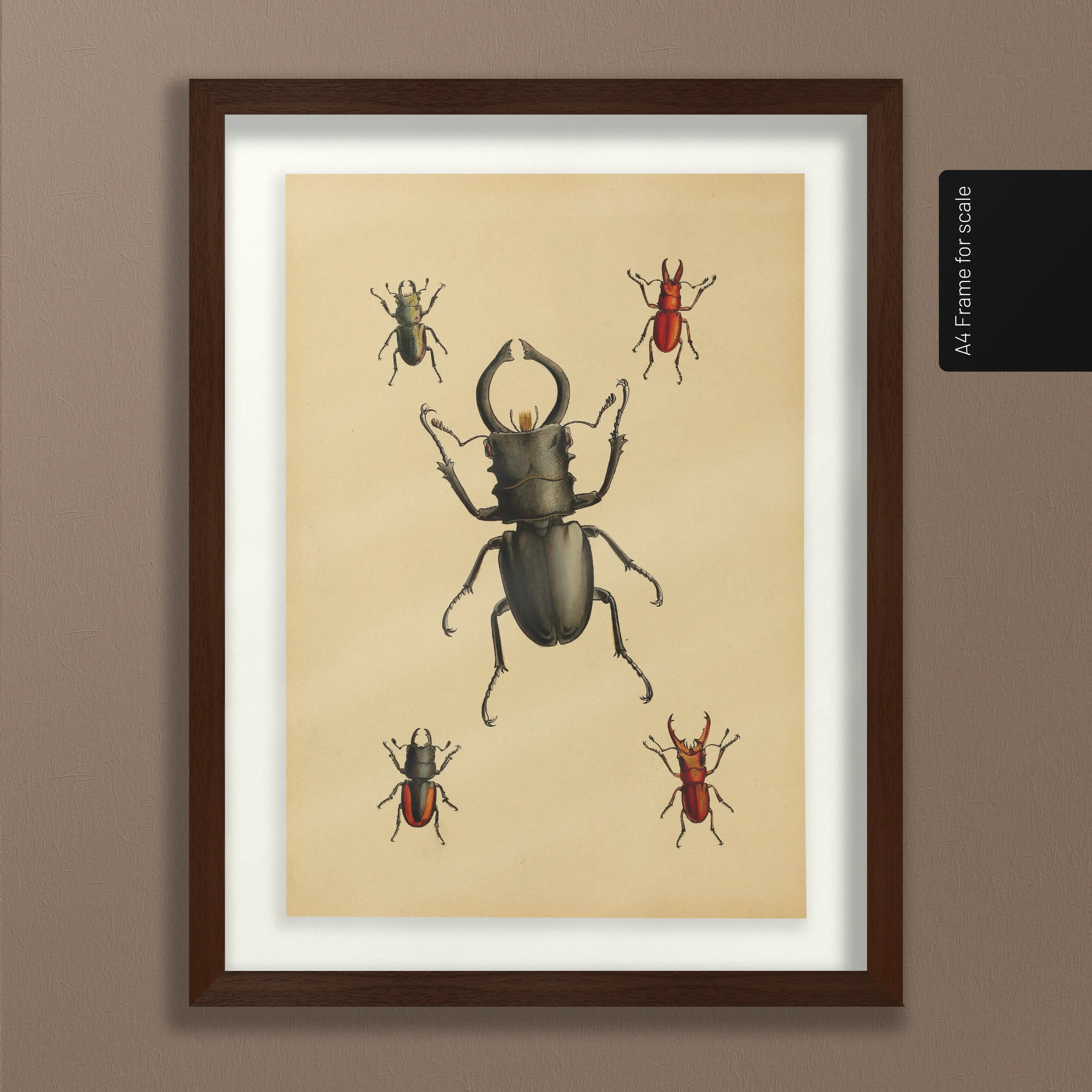 Natural History: Plate No. 05