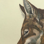 Natural History: Plate No. 06