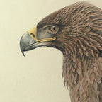 Natural History: Plate No. 07