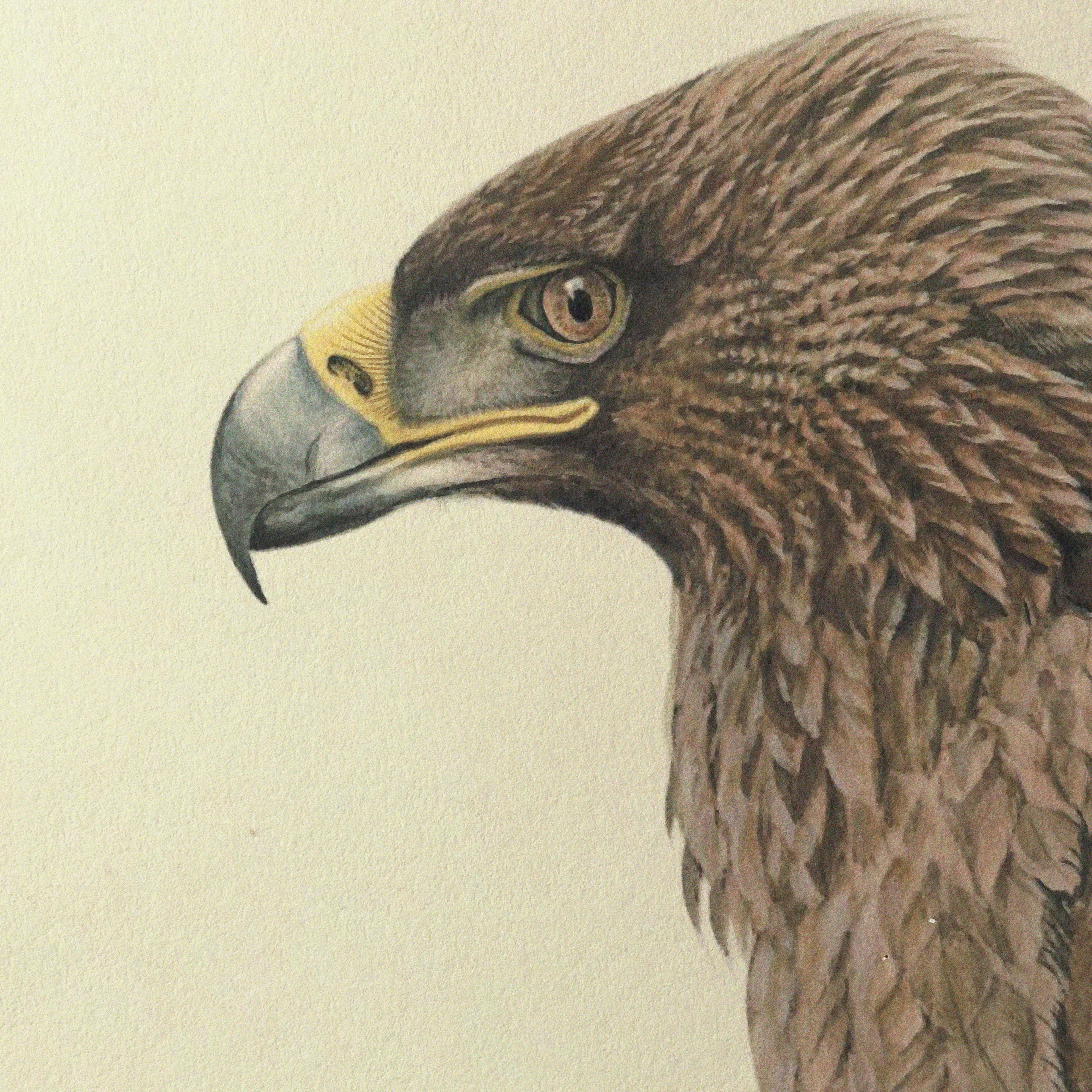 Natural History: Plate No. 07