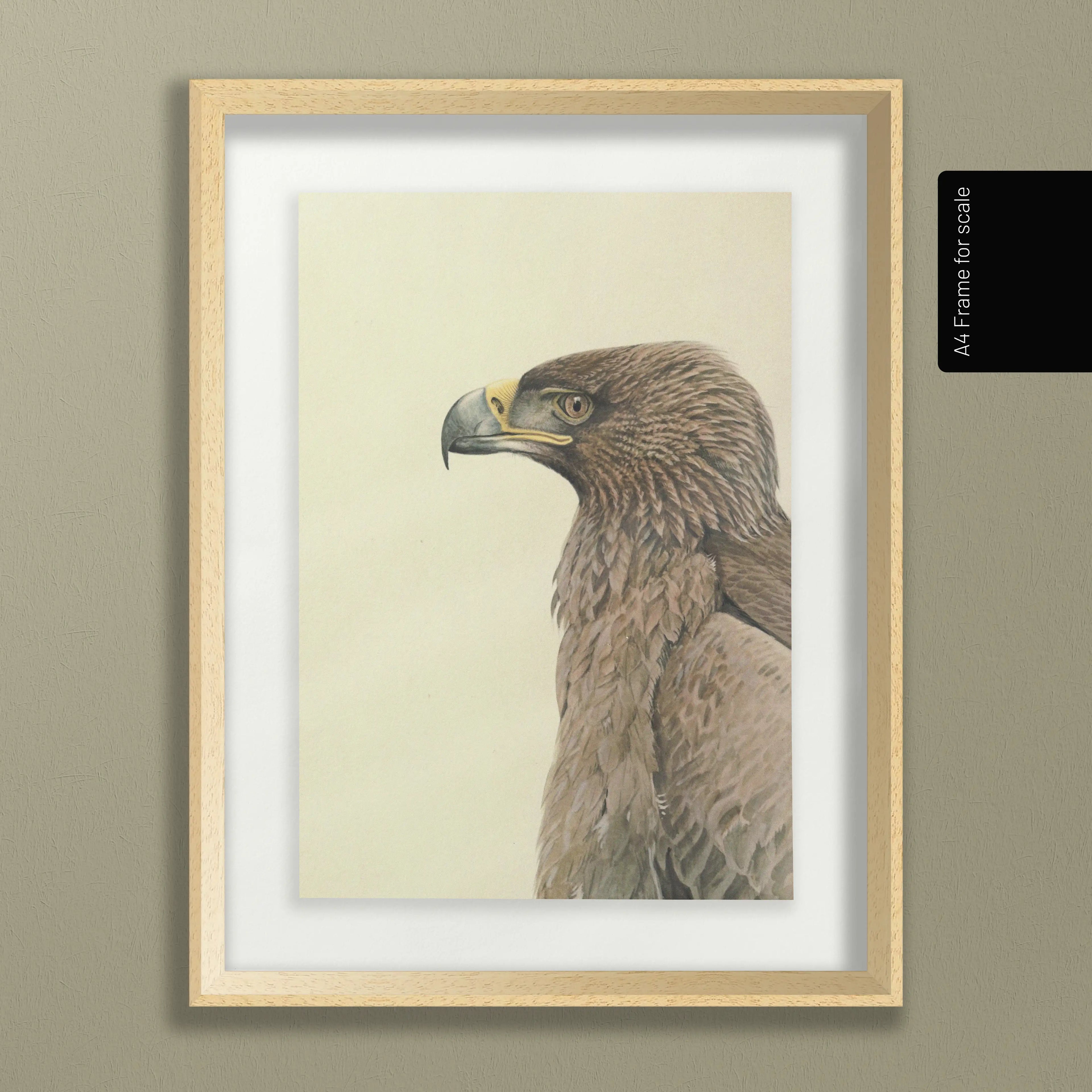 Natural History: Plate No. 07