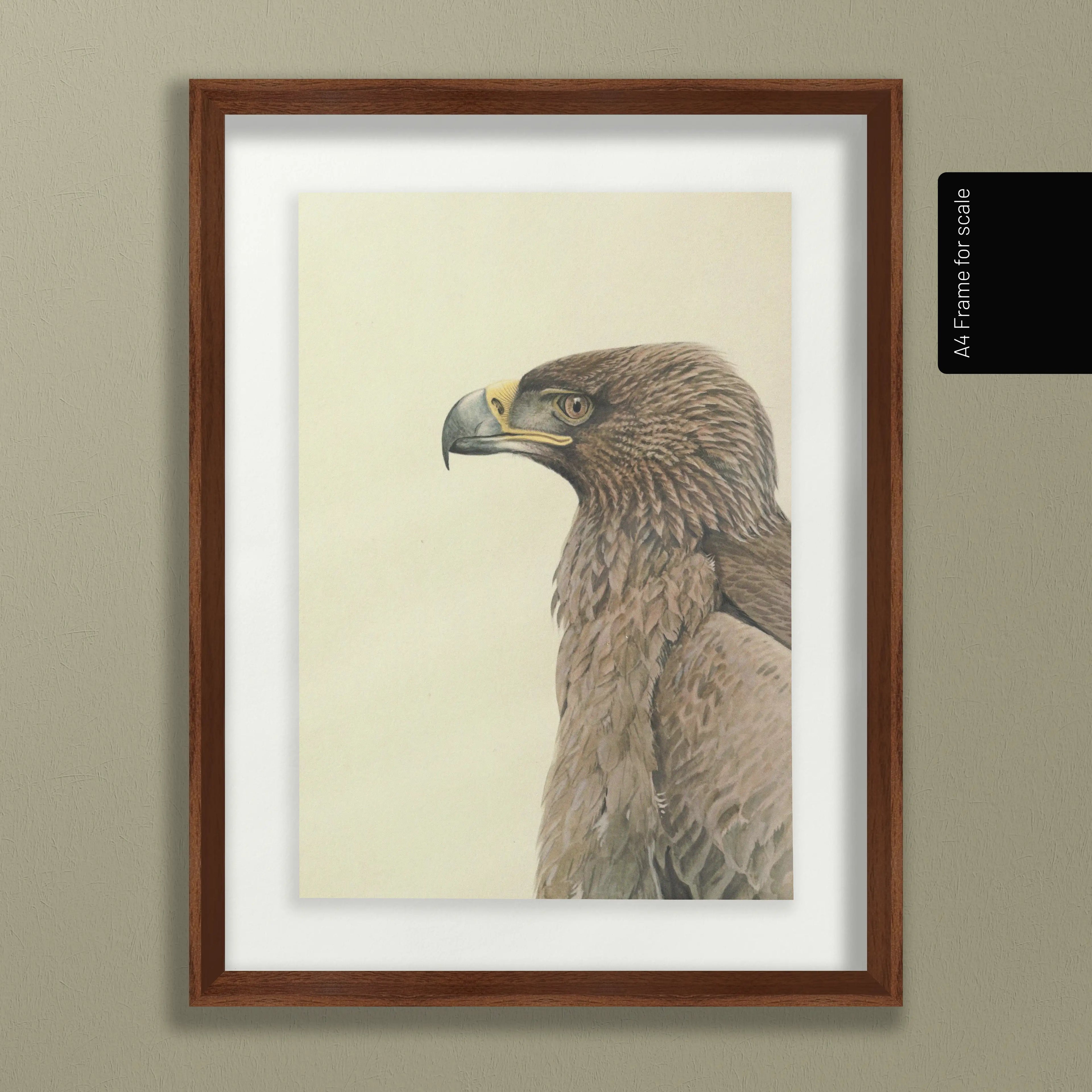 Natural History: Plate No. 07