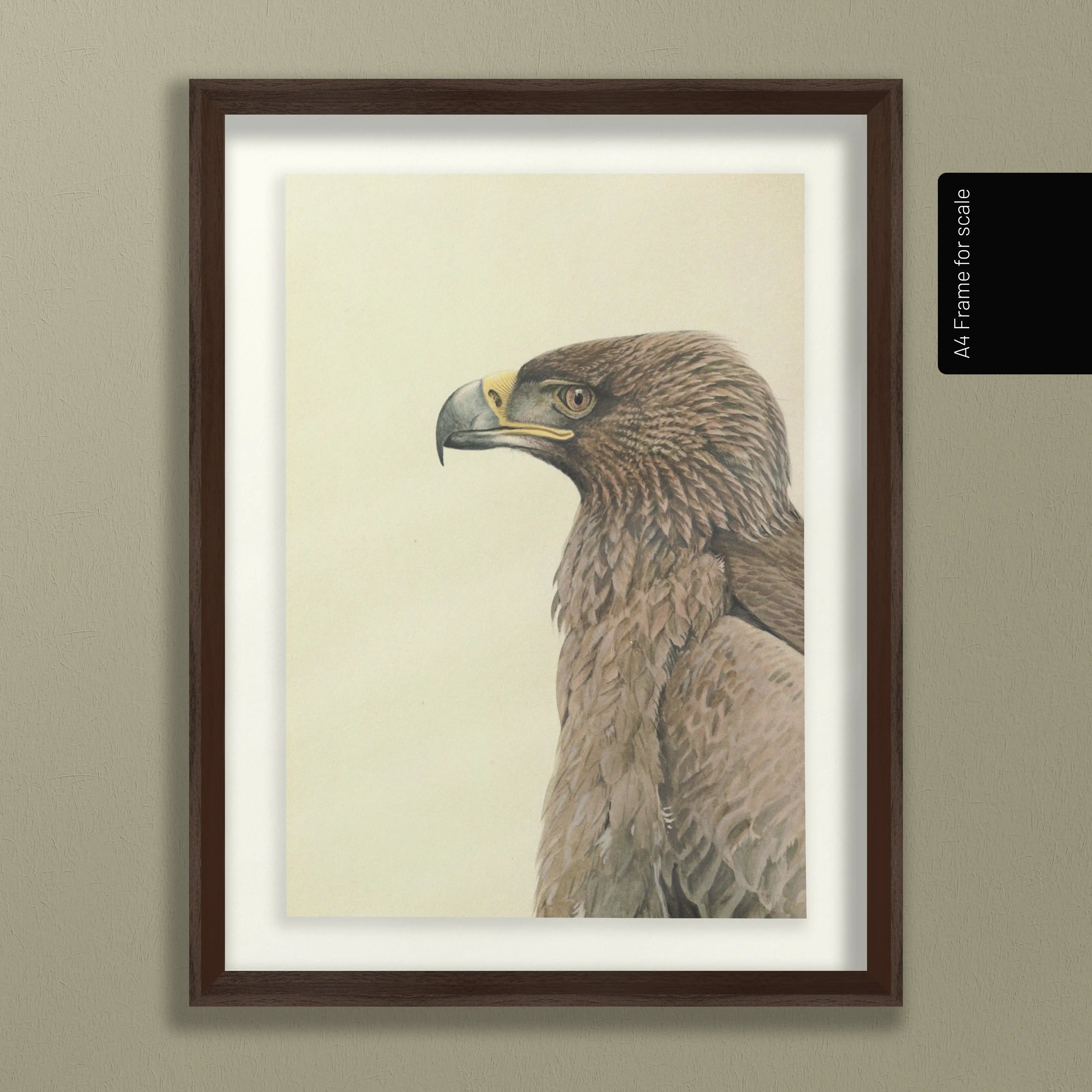 Natural History: Plate No. 07