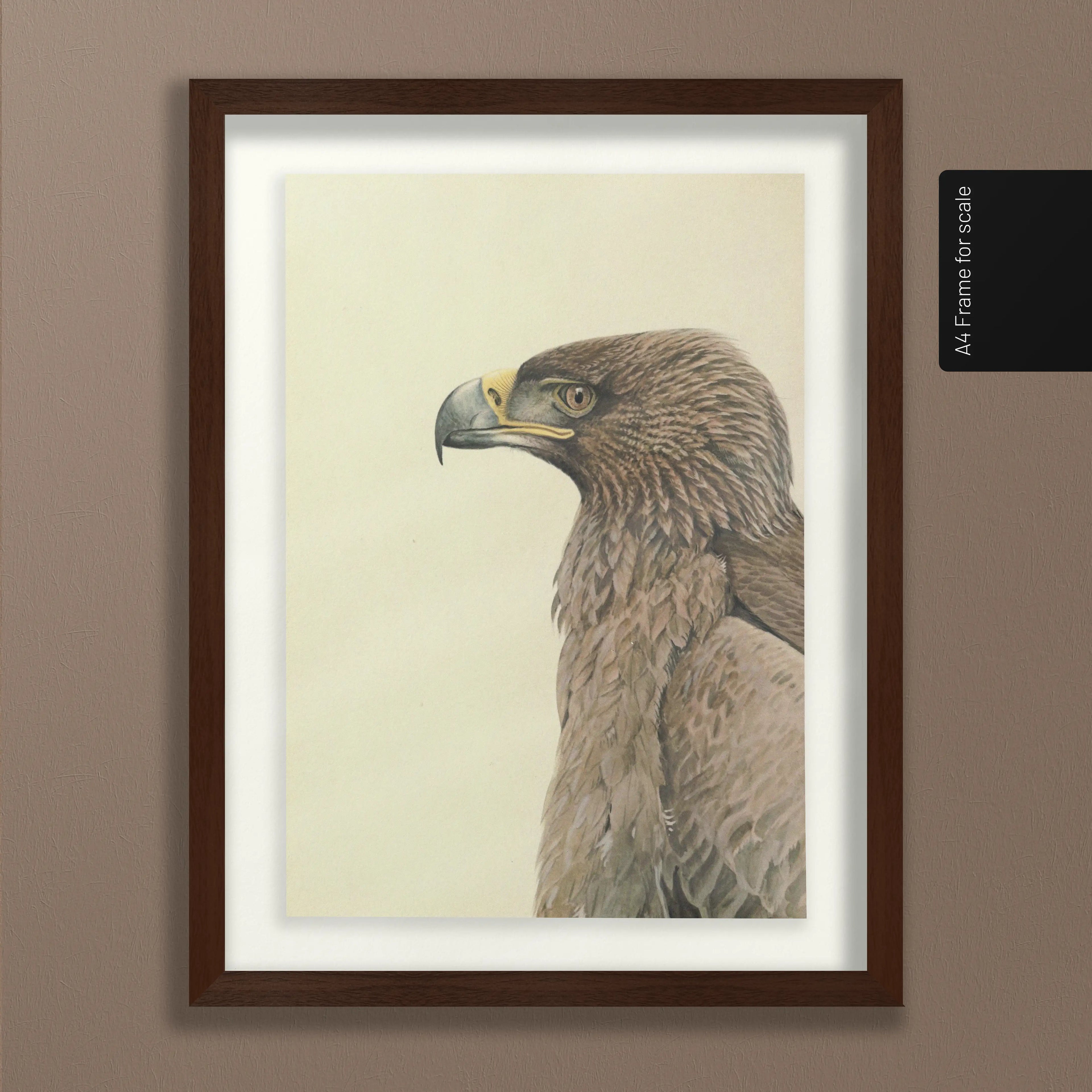 Natural History: Plate No. 07