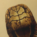 Natural History: Plate No. 08