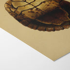 Natural History: Plate No. 08