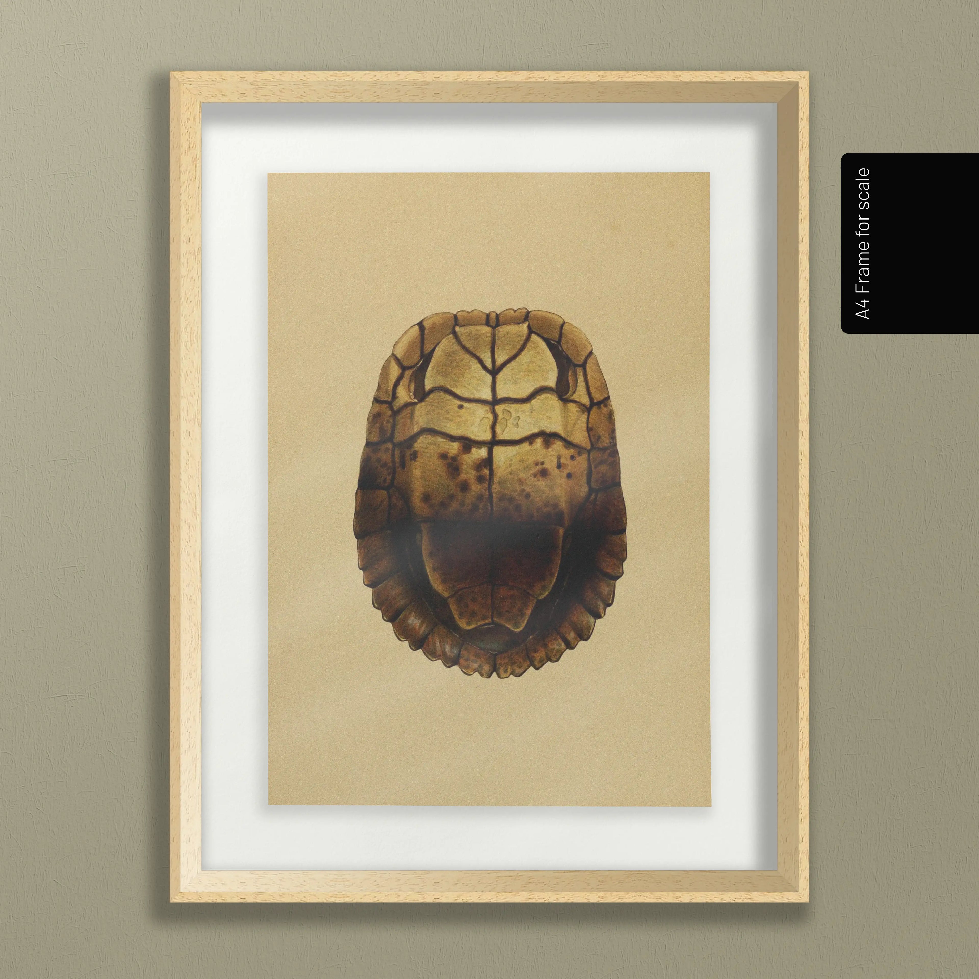 Natural History: Plate No. 08