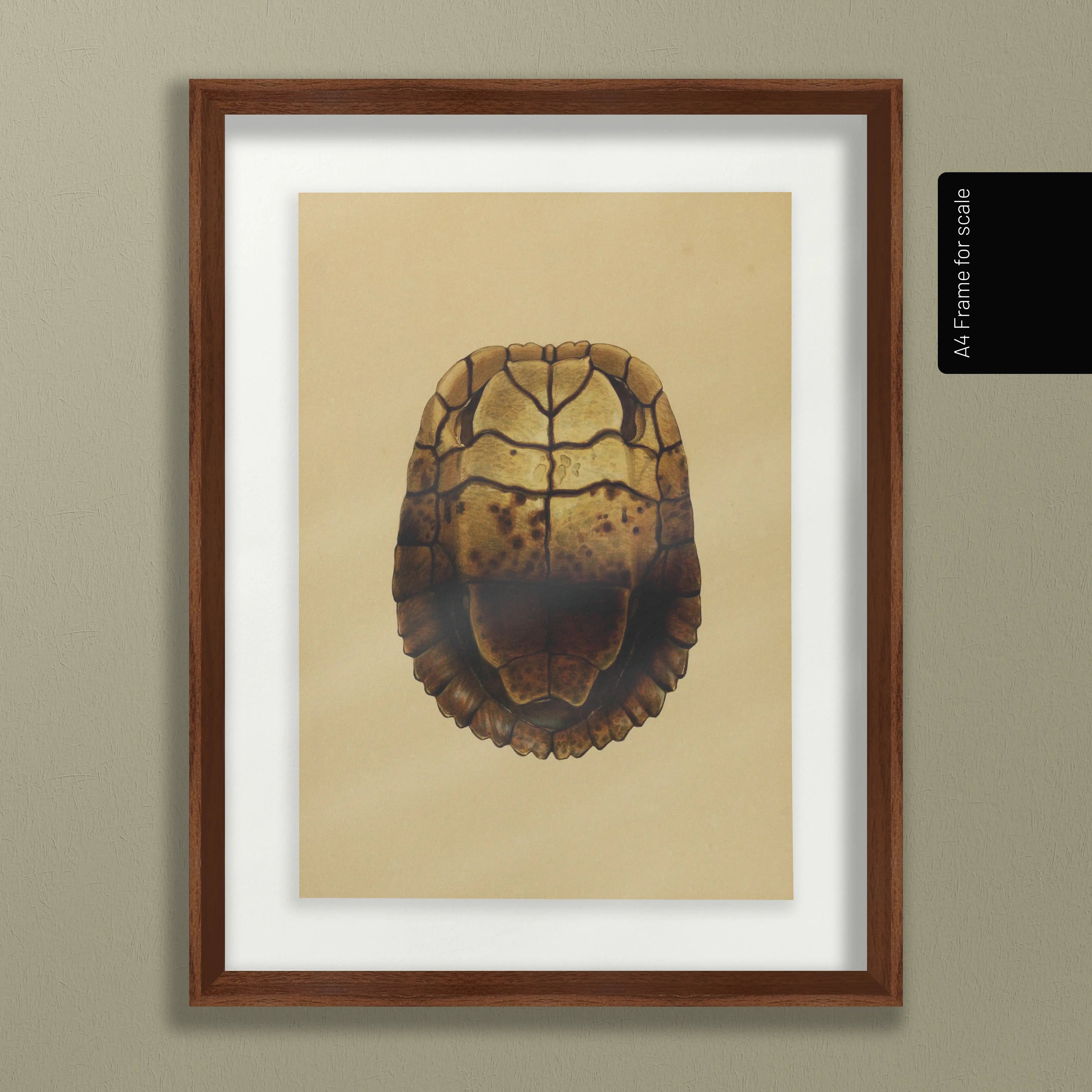 Natural History: Plate No. 08