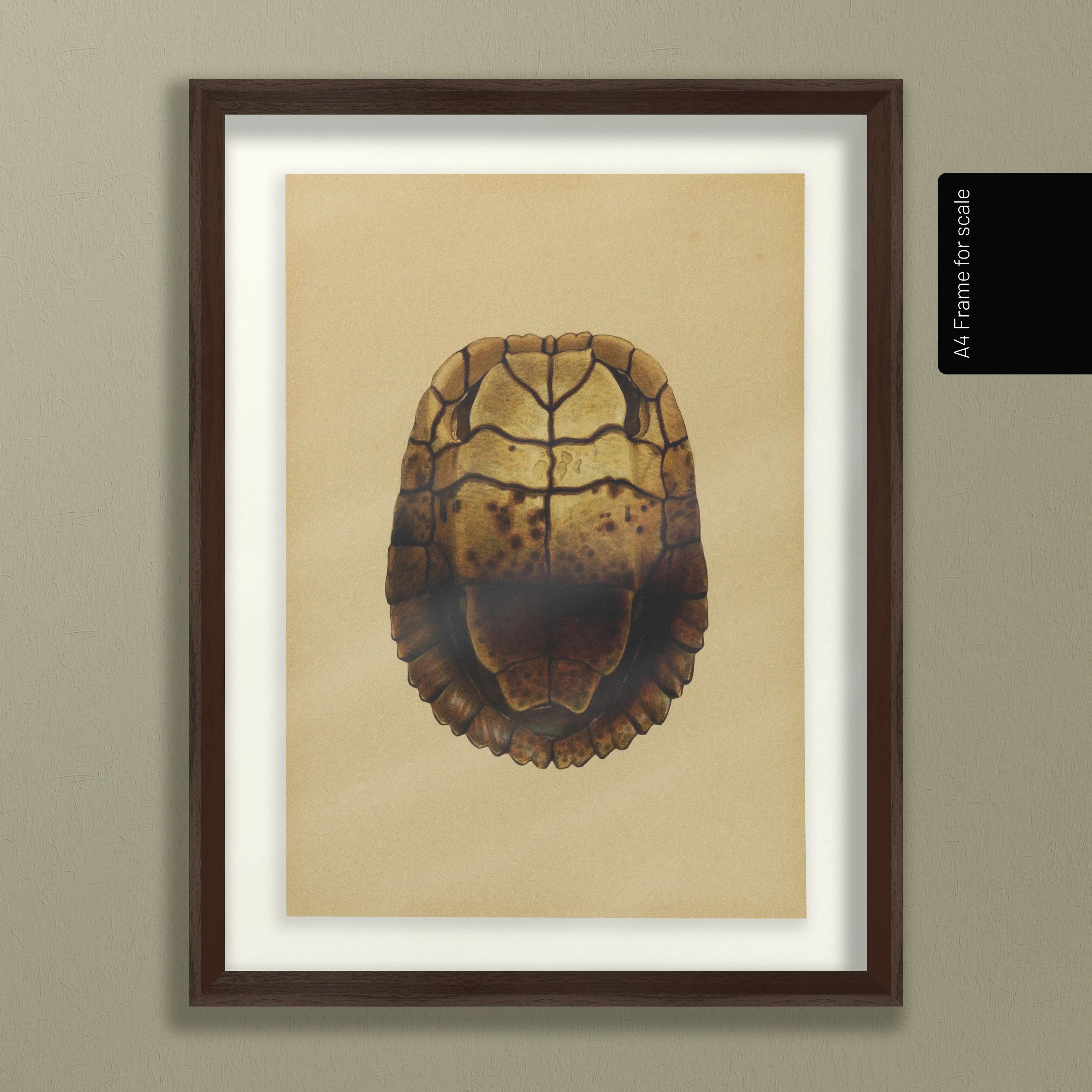 Natural History: Plate No. 08