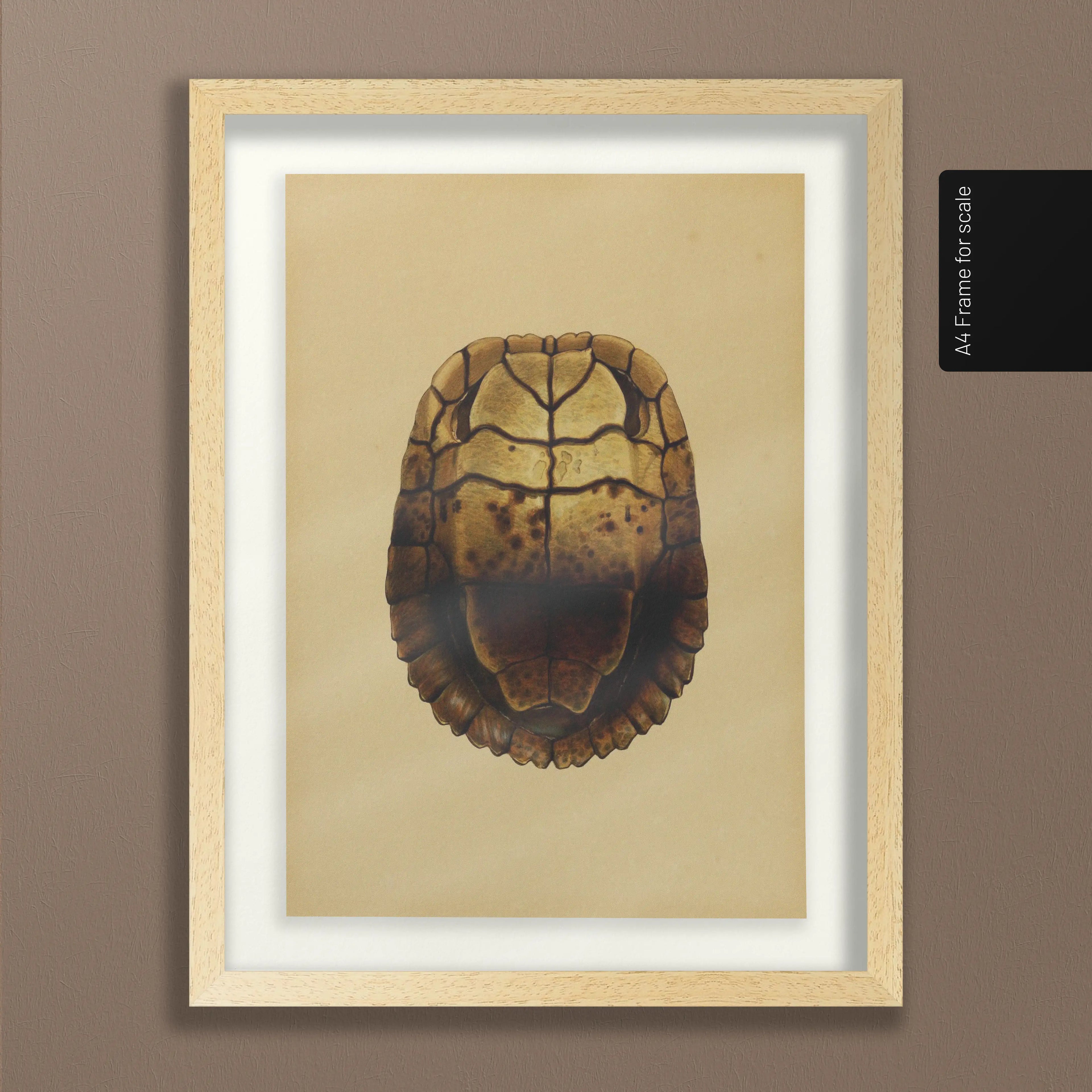Natural History: Plate No. 08