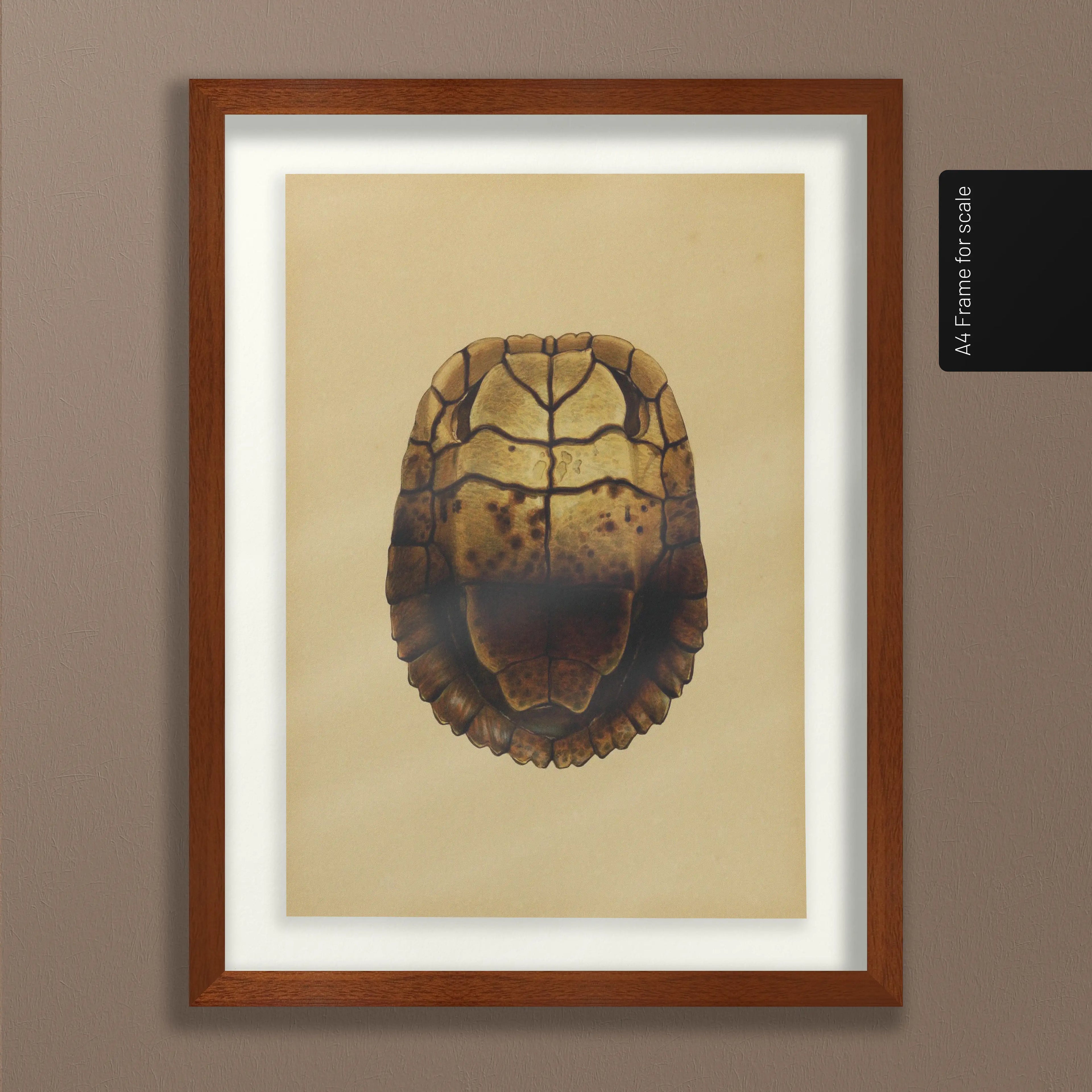 Natural History: Plate No. 08
