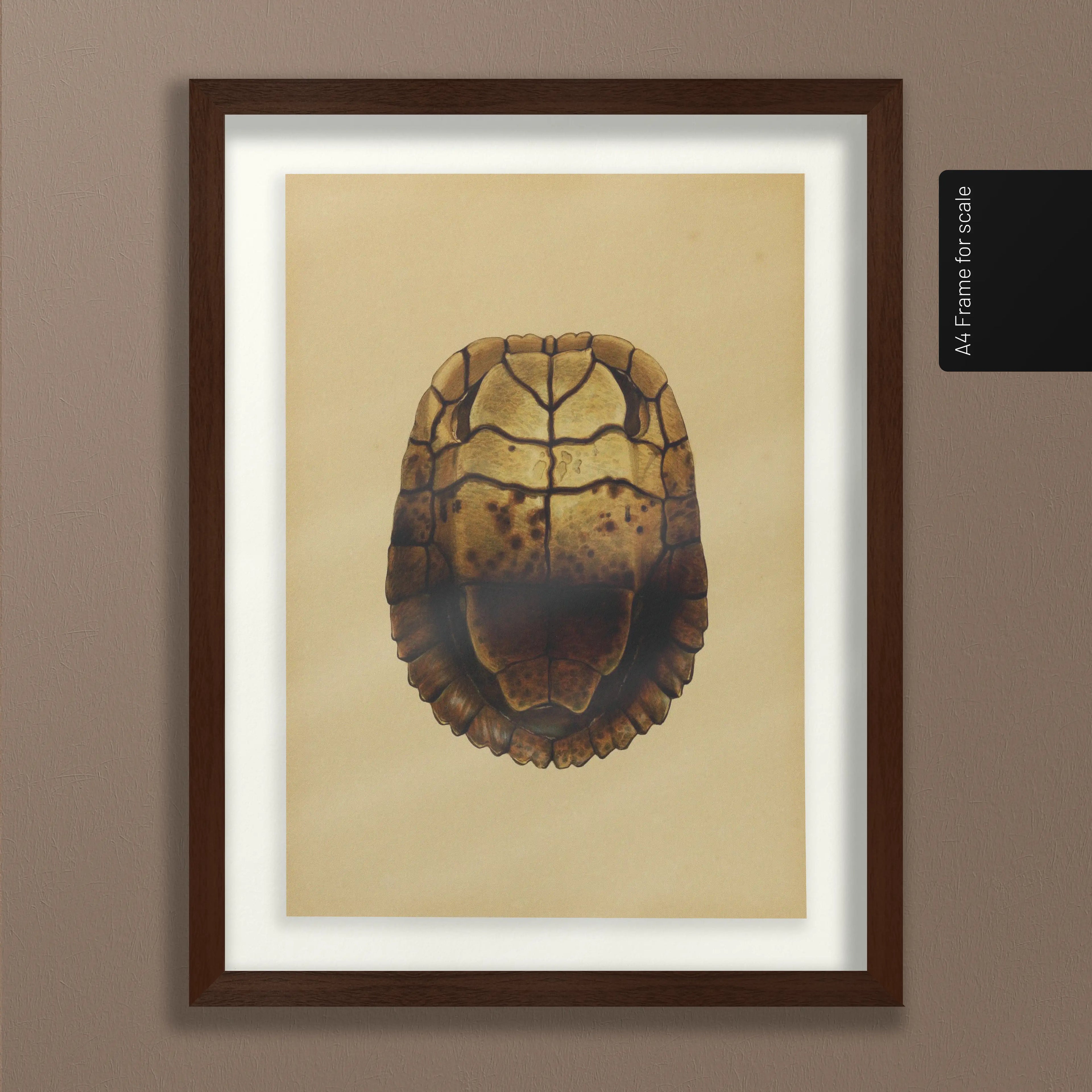 Natural History: Plate No. 08
