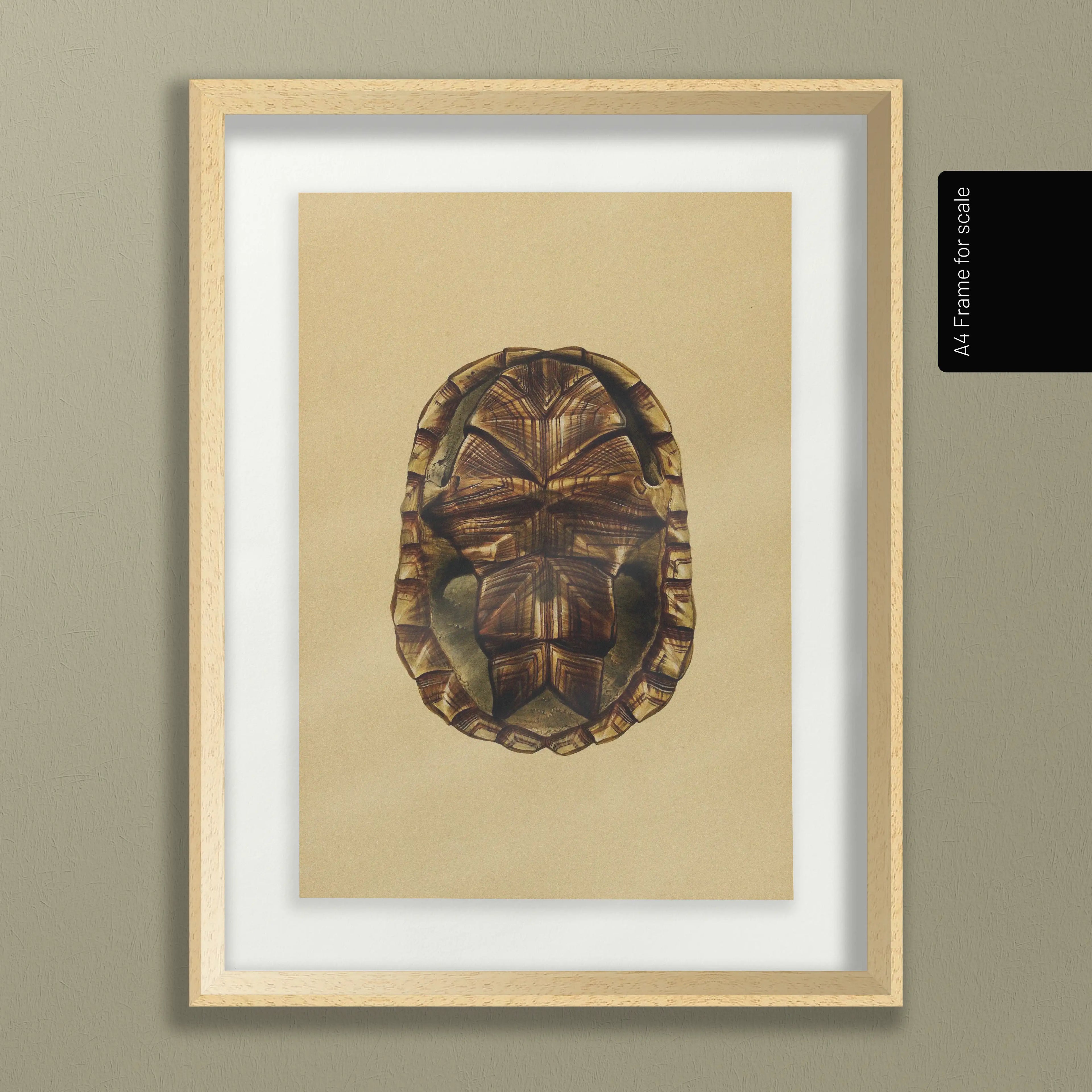Natural History: Plate No. 09