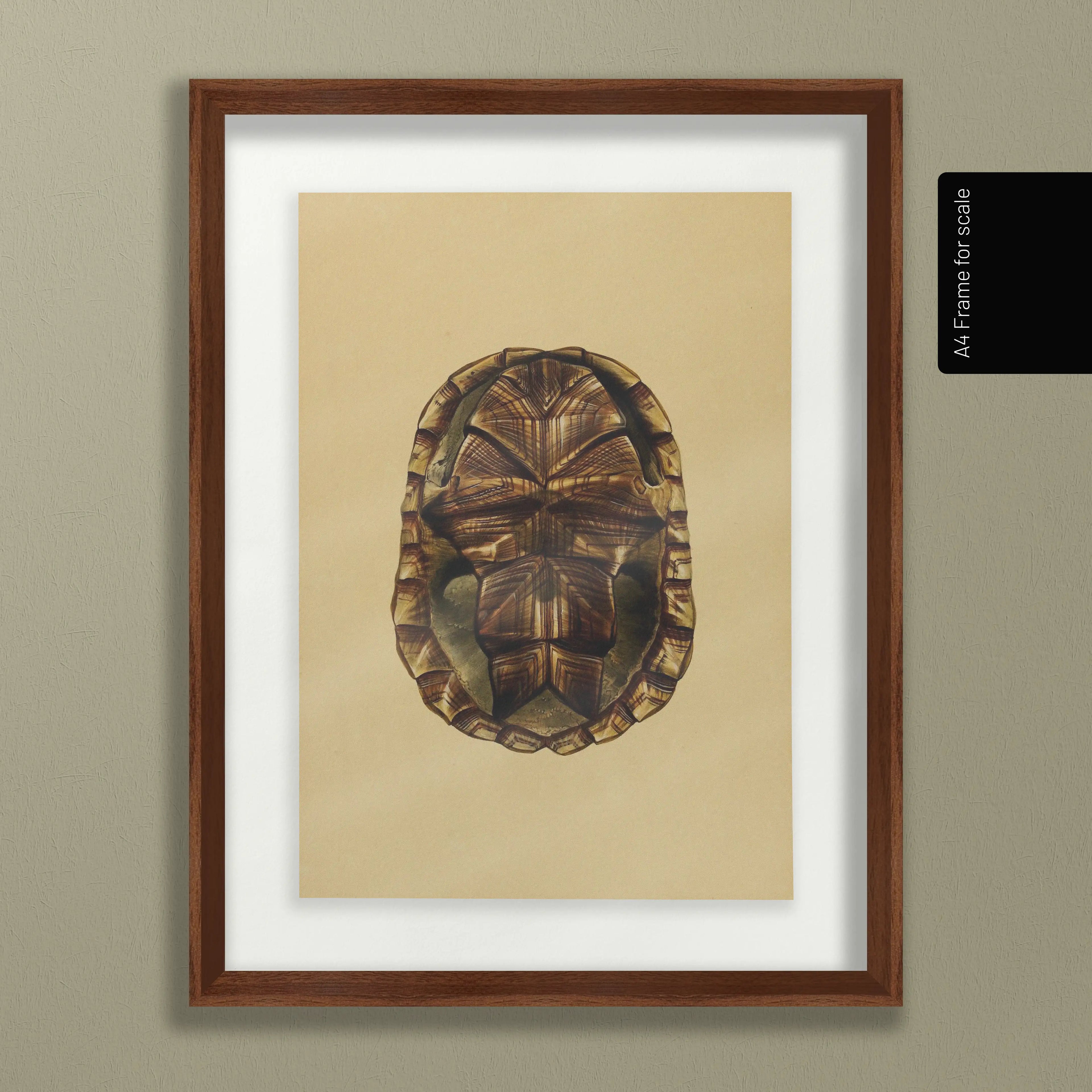 Natural History: Plate No. 09