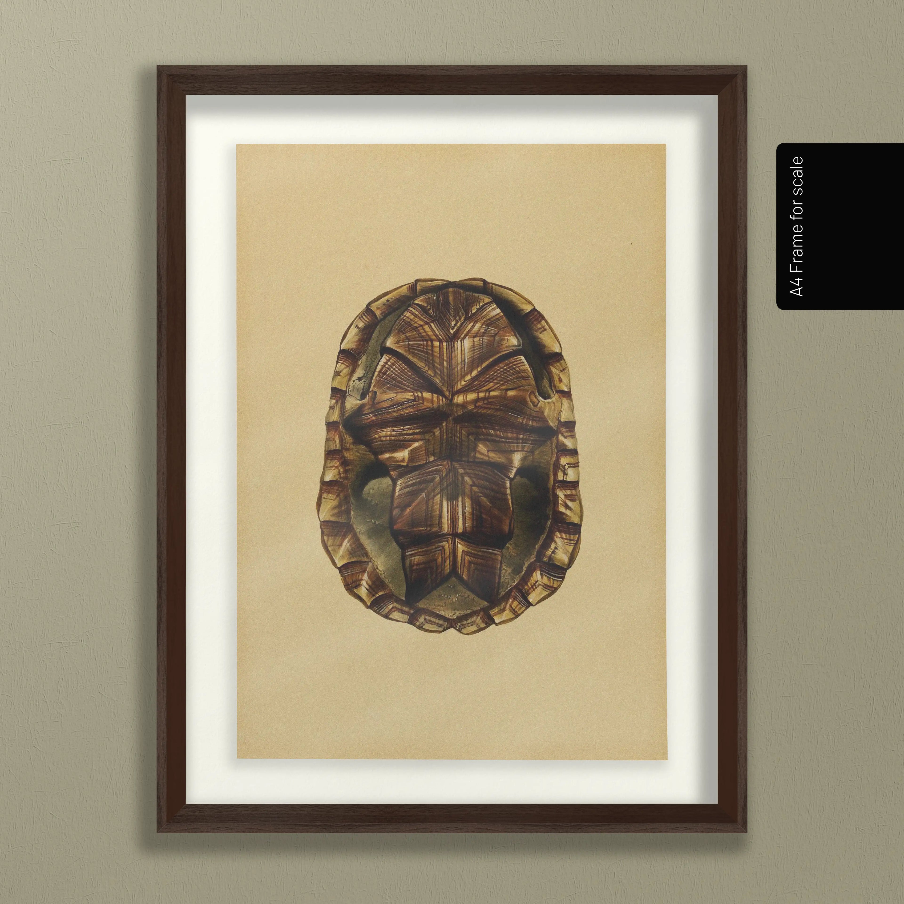 Natural History: Plate No. 09